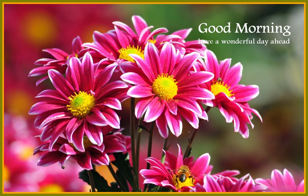 #357l437 Good Morning Beautiful Wallpaper Px - Good Morning Beautiful Flowers Hd , HD Wallpaper & Backgrounds