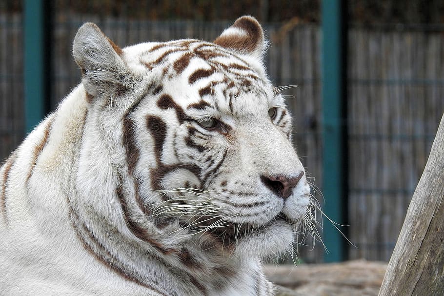 White-tiger, Predator, Big Cat, Zoo, Rarely, Animal - Tigre Branco Jardim Zoologico , HD Wallpaper & Backgrounds