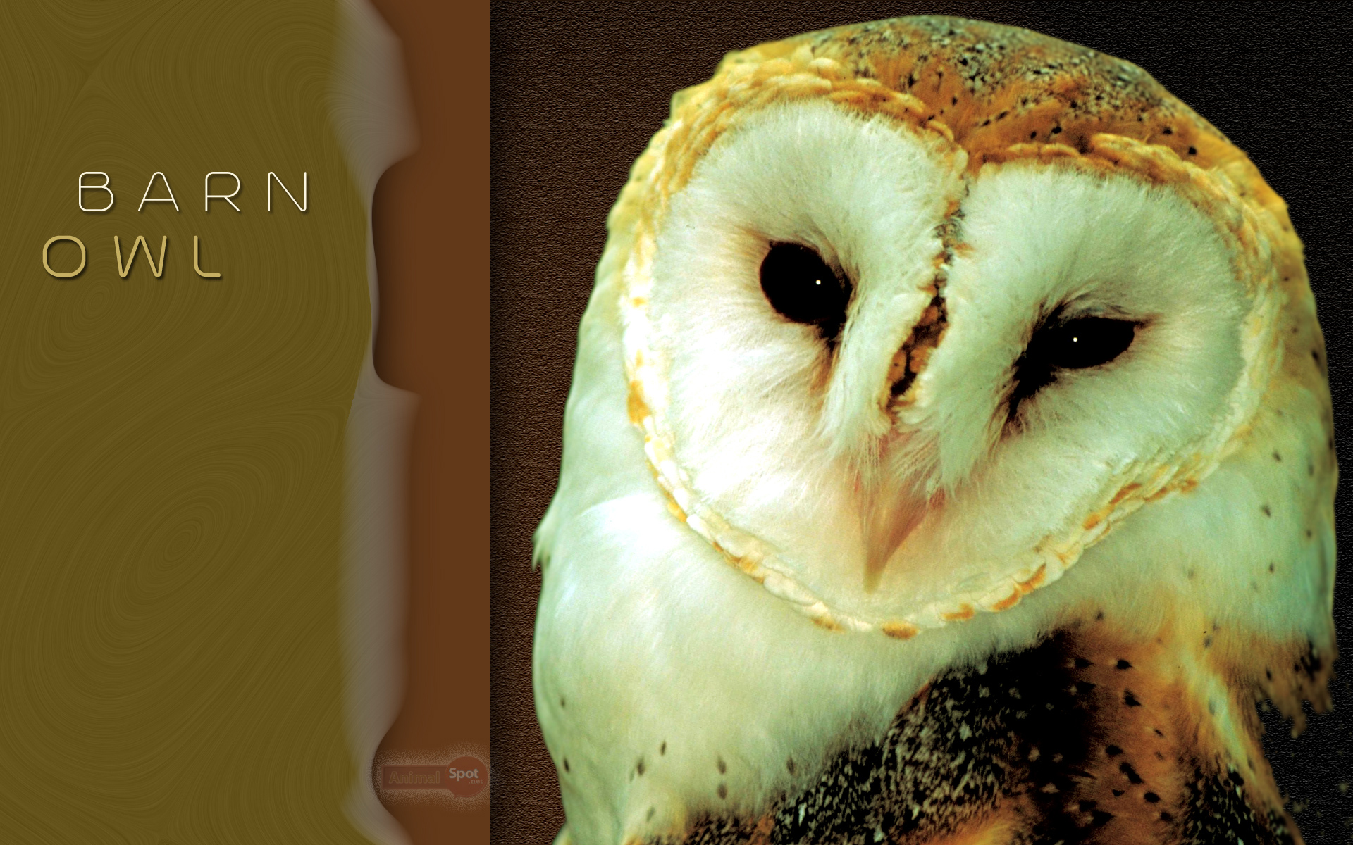Barn Owl , HD Wallpaper & Backgrounds