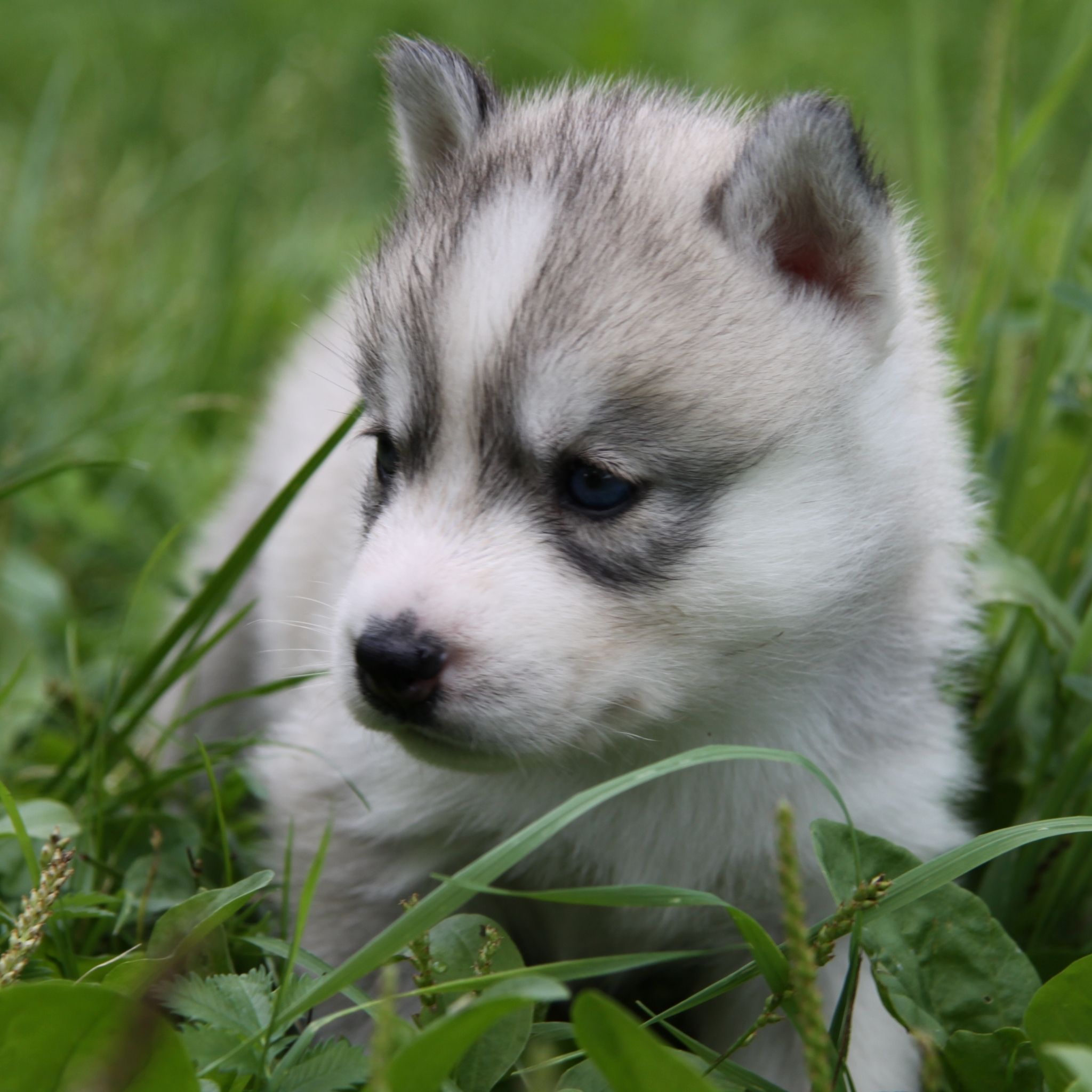 Gray Siberian Huskies Puppys , HD Wallpaper & Backgrounds