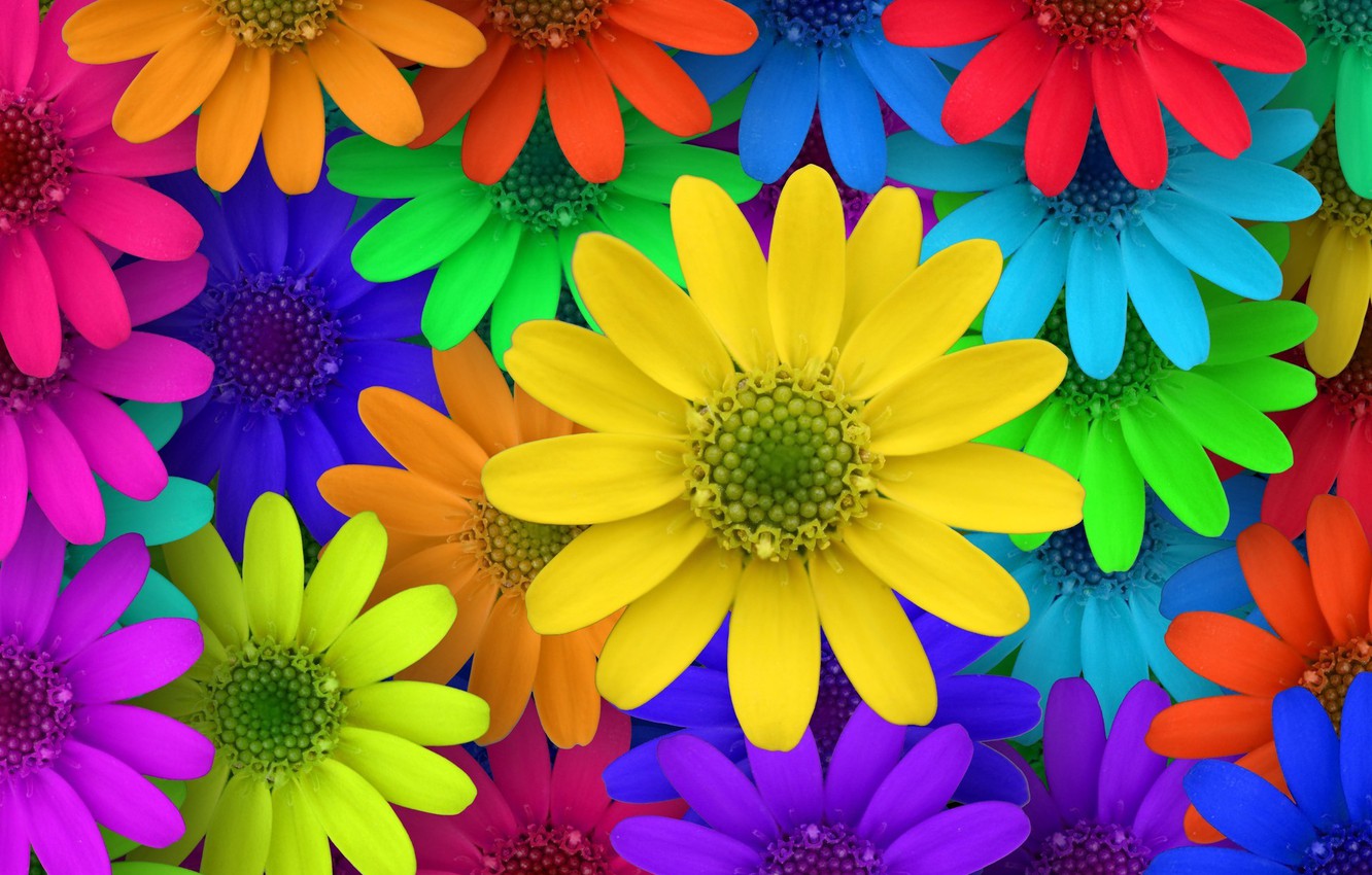 Photo Wallpaper Macro, Flowers, Colorful, Garden, Colorful, - Colorful Flower Images Hd , HD Wallpaper & Backgrounds