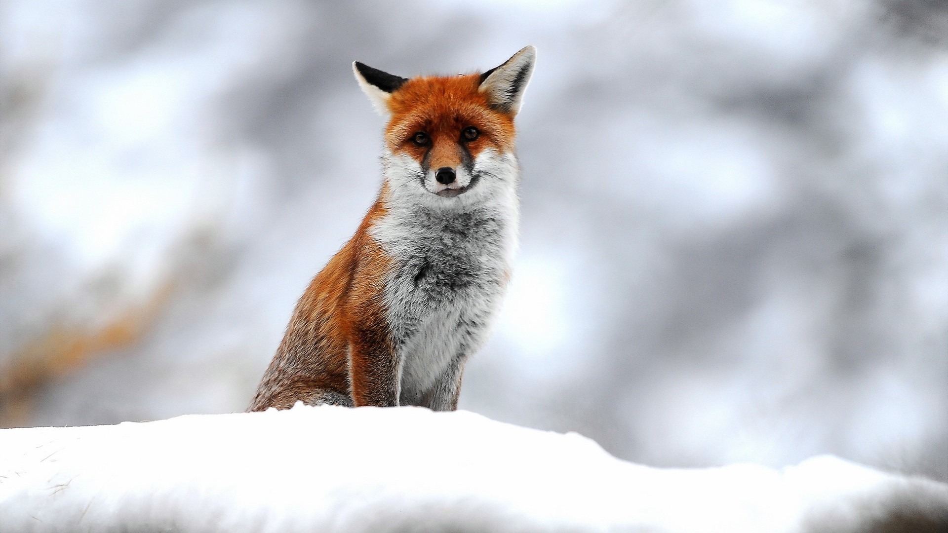Cute Small Fox Desktop Pc And Mac Wallpaper - Ipad Cute Backgrounds Winter , HD Wallpaper & Backgrounds