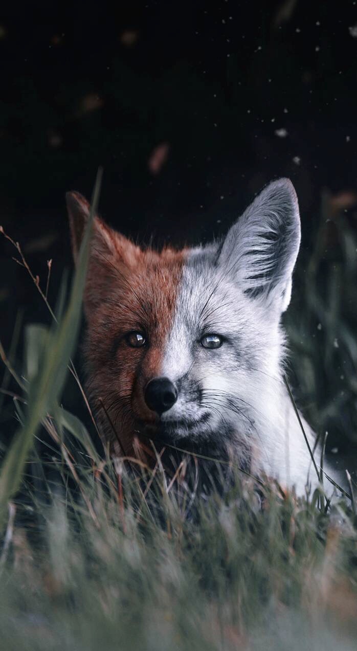 Fox, Wallpaper, And Wallpapers Image - Redam , HD Wallpaper & Backgrounds