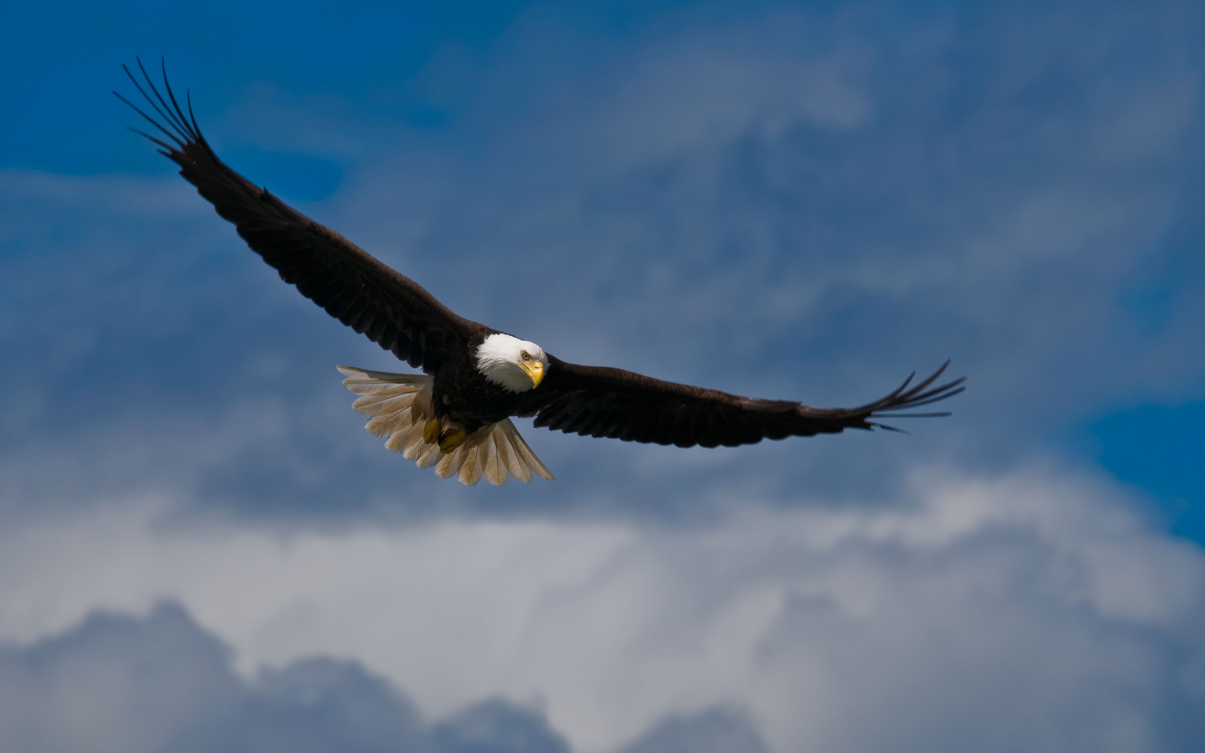 Bald Eagle Picture Wallpaper - Bald Eagle , HD Wallpaper & Backgrounds