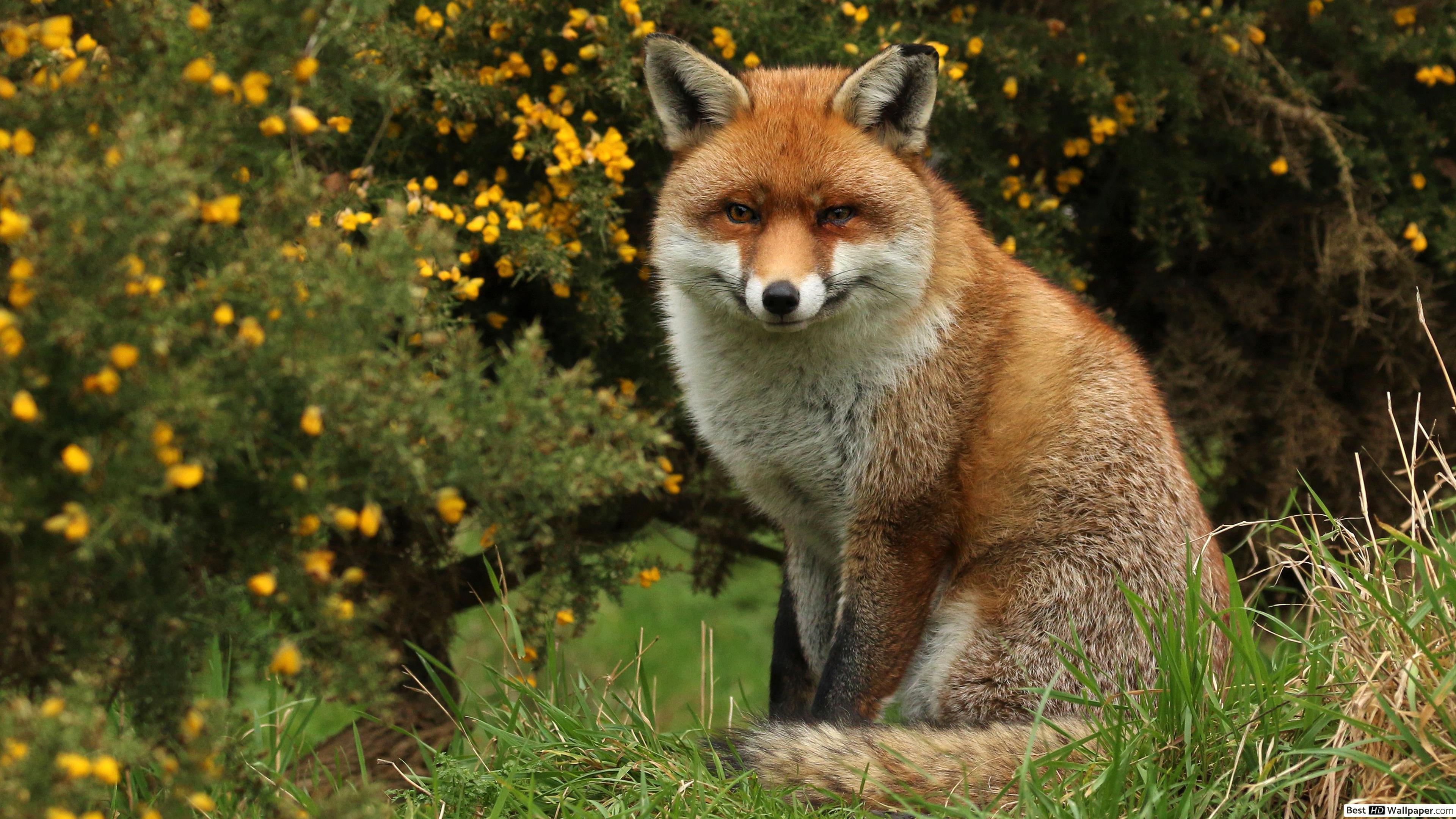 Fox Sitting In Grass , HD Wallpaper & Backgrounds
