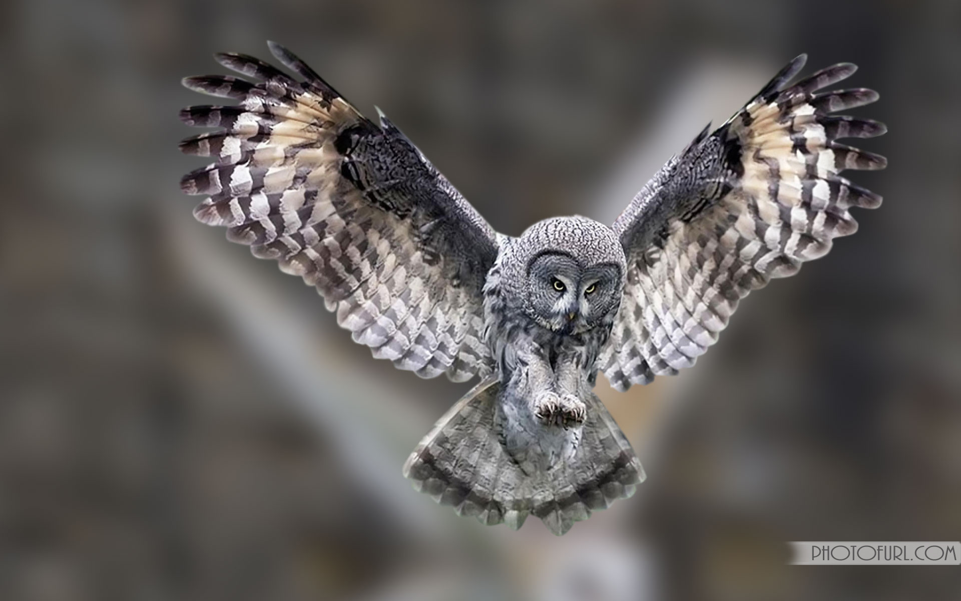 Cute Cartoon Owl Wallpaper - Great Grey Owl Anatomy , HD Wallpaper & Backgrounds