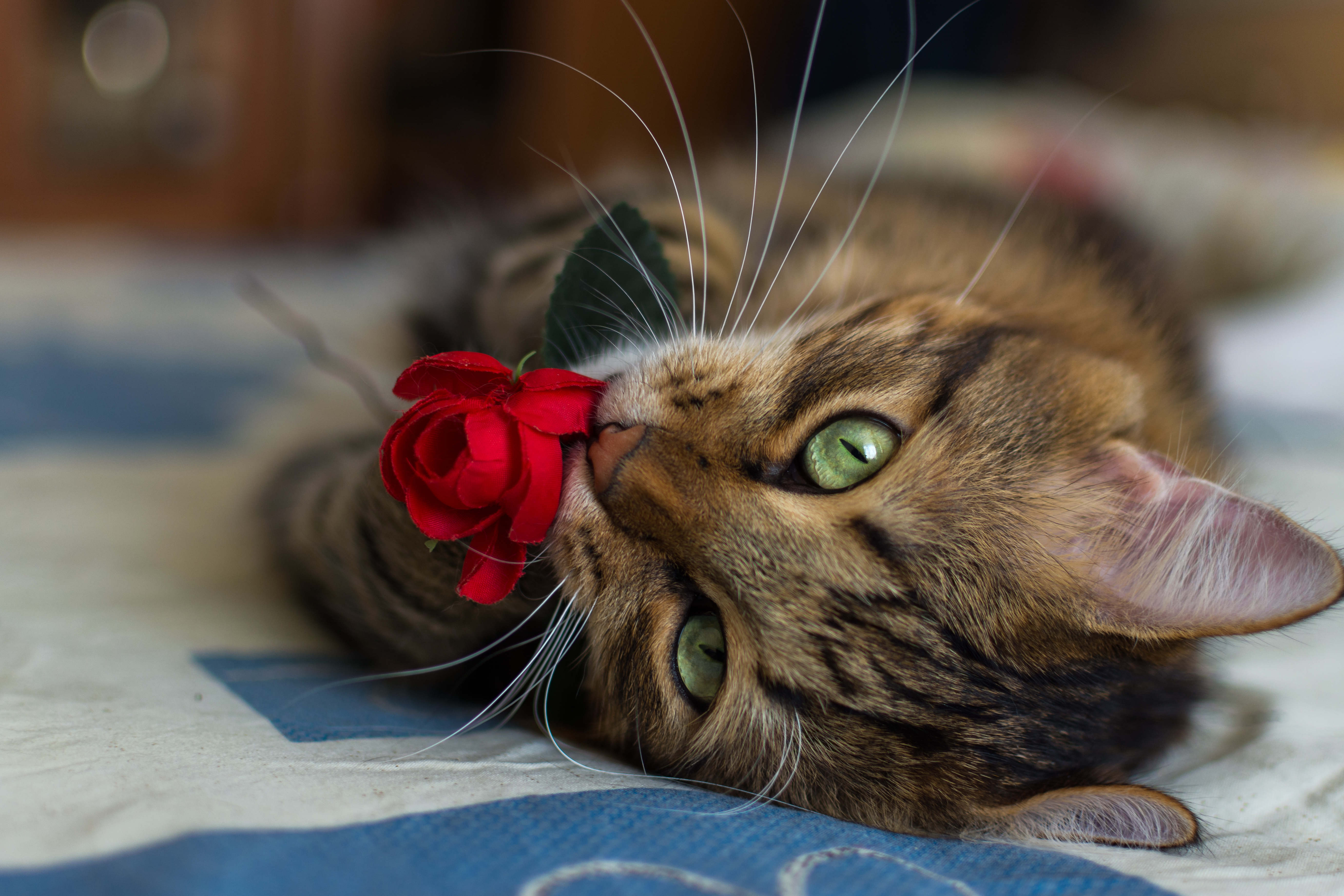 Cat Rose , HD Wallpaper & Backgrounds