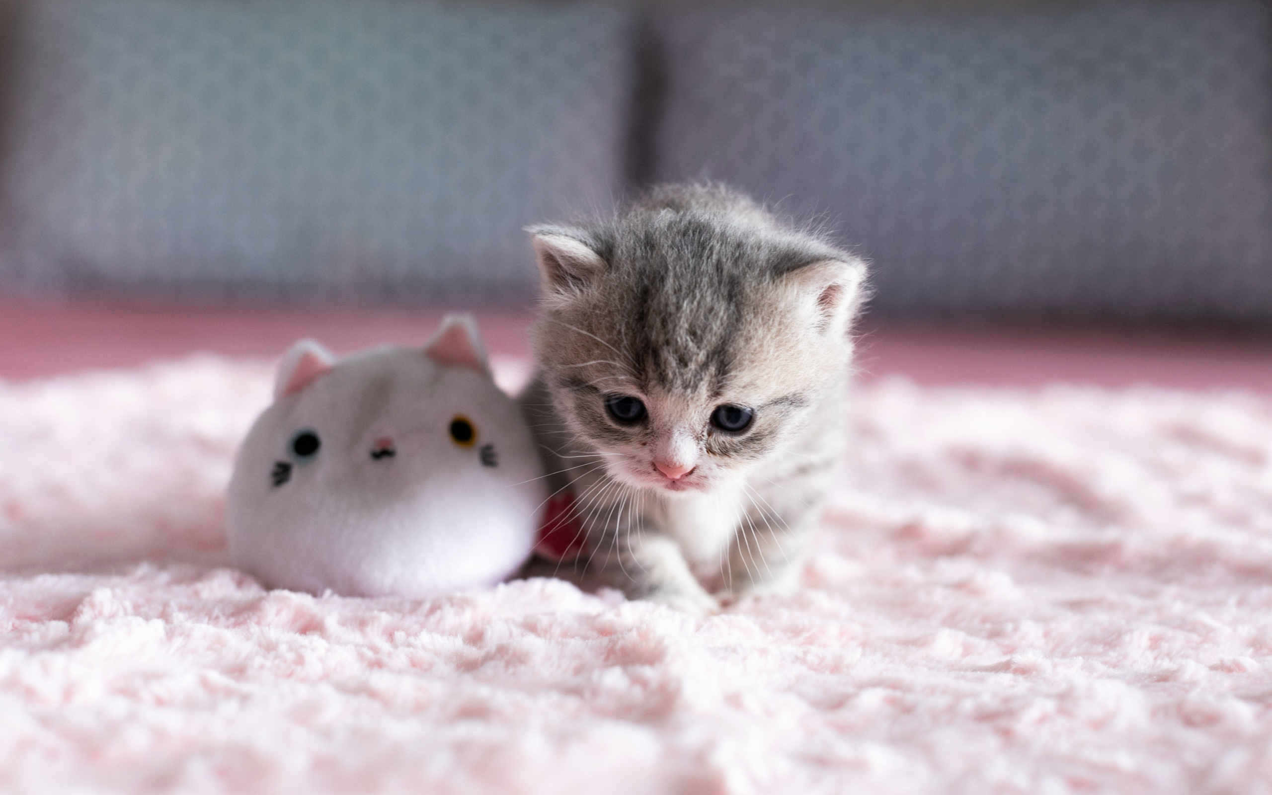 Wallpaper Of Cat, Kitten, Baby, Animal Background & - Cute Cat , HD Wallpaper & Backgrounds