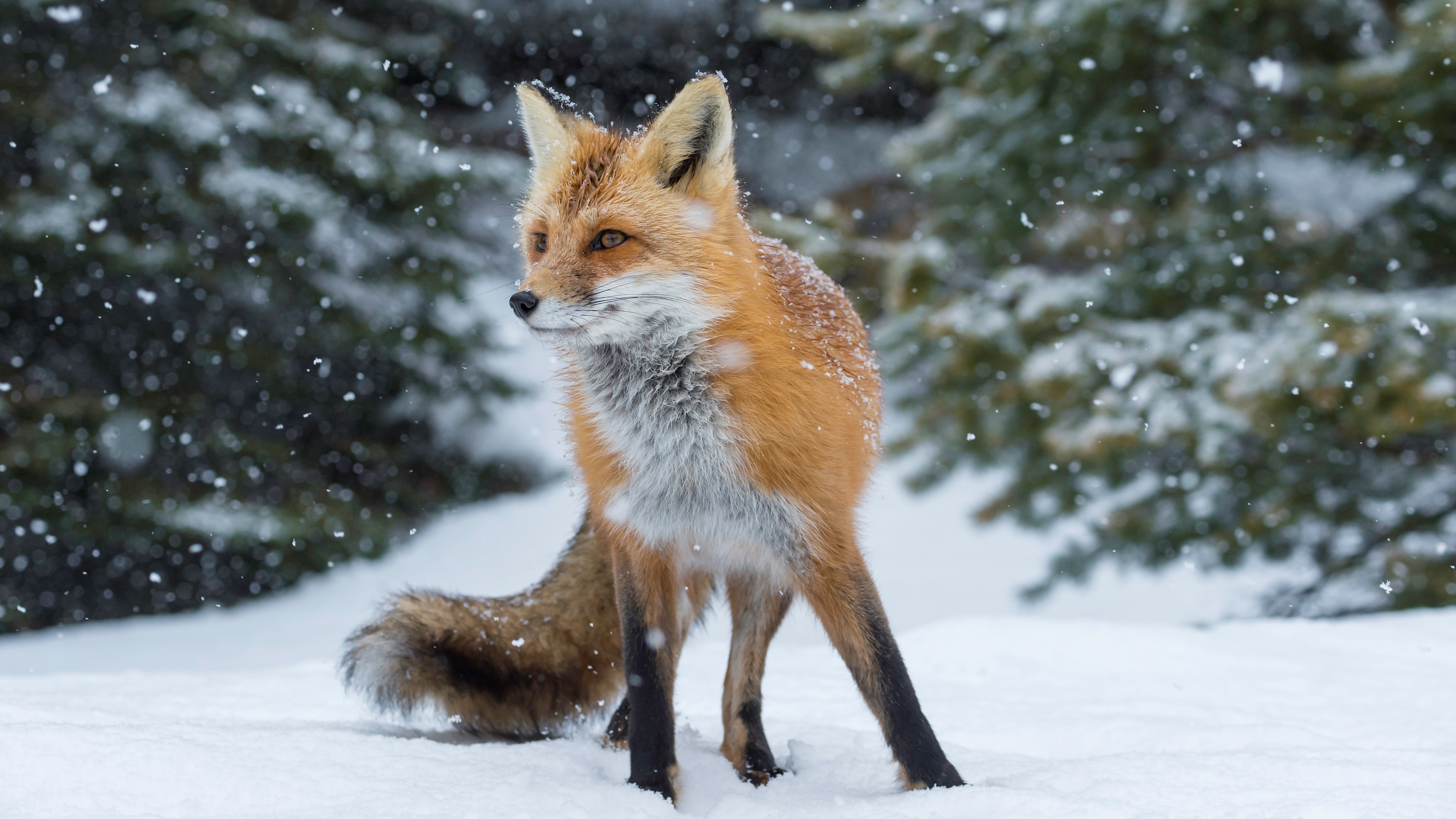 Beautiful Red Fox In Snow , HD Wallpaper & Backgrounds