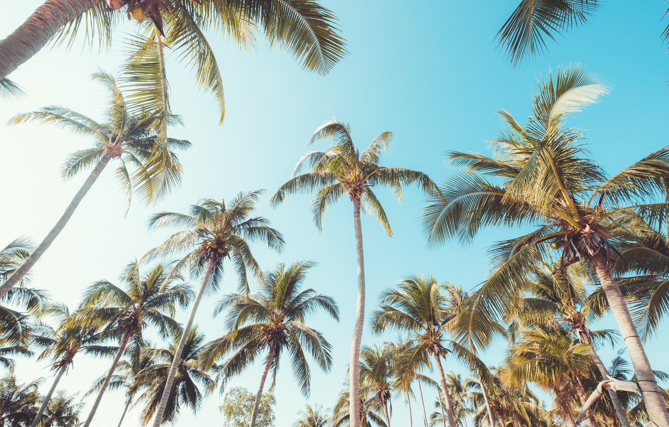 Photo Wallpaper Beach, Summer, The Sky, Palm Trees, - Summer Beach Palm Trees , HD Wallpaper & Backgrounds