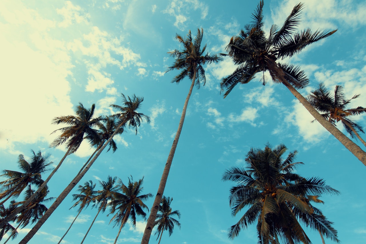 Clouds Behind Palm Tree Wallpaper - Nicholas Cole Soulmate , HD Wallpaper & Backgrounds