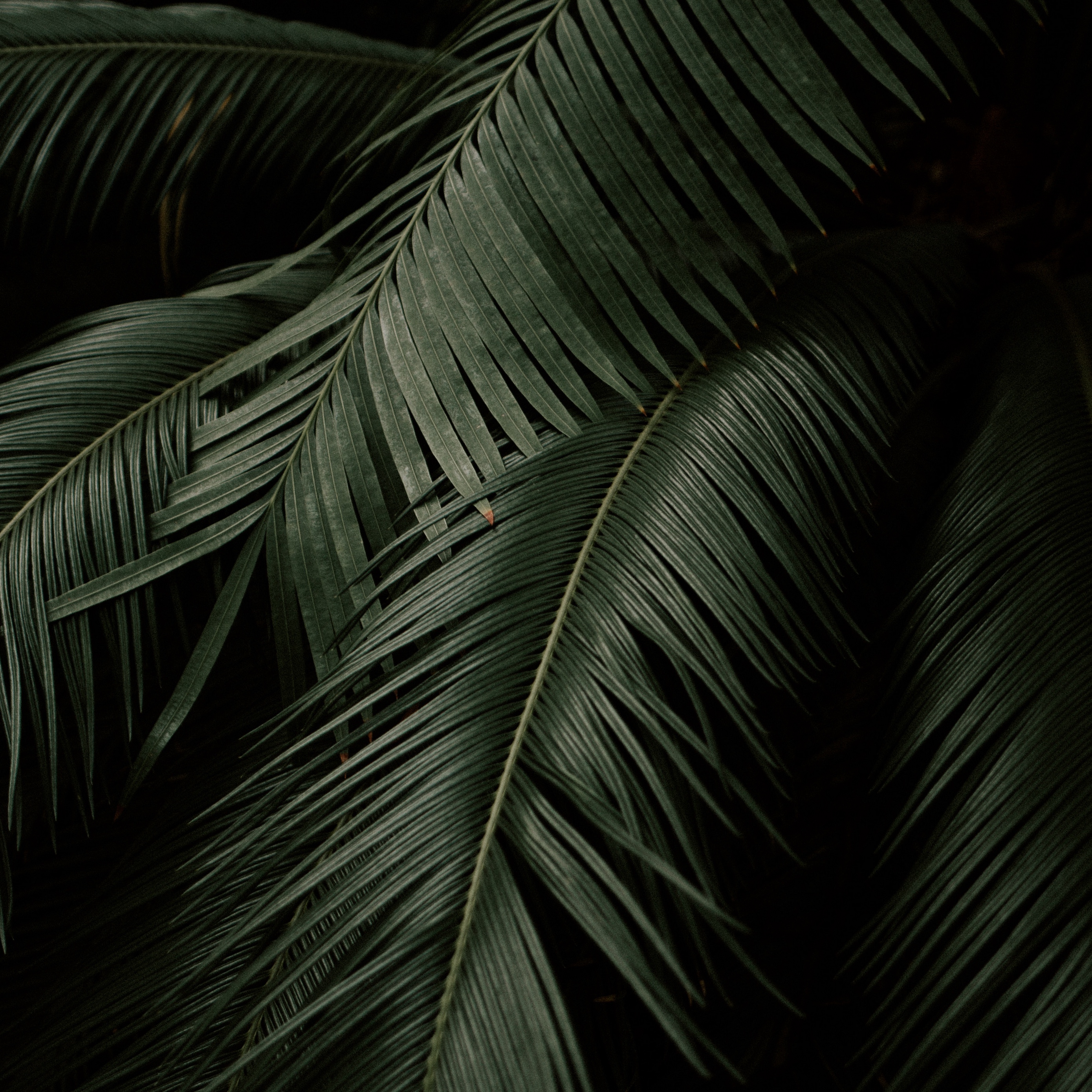 Wallpaper Leaves, Plant, Green, Dark, Botanical Garden - Abstract Minimalist Wallpaper White , HD Wallpaper & Backgrounds