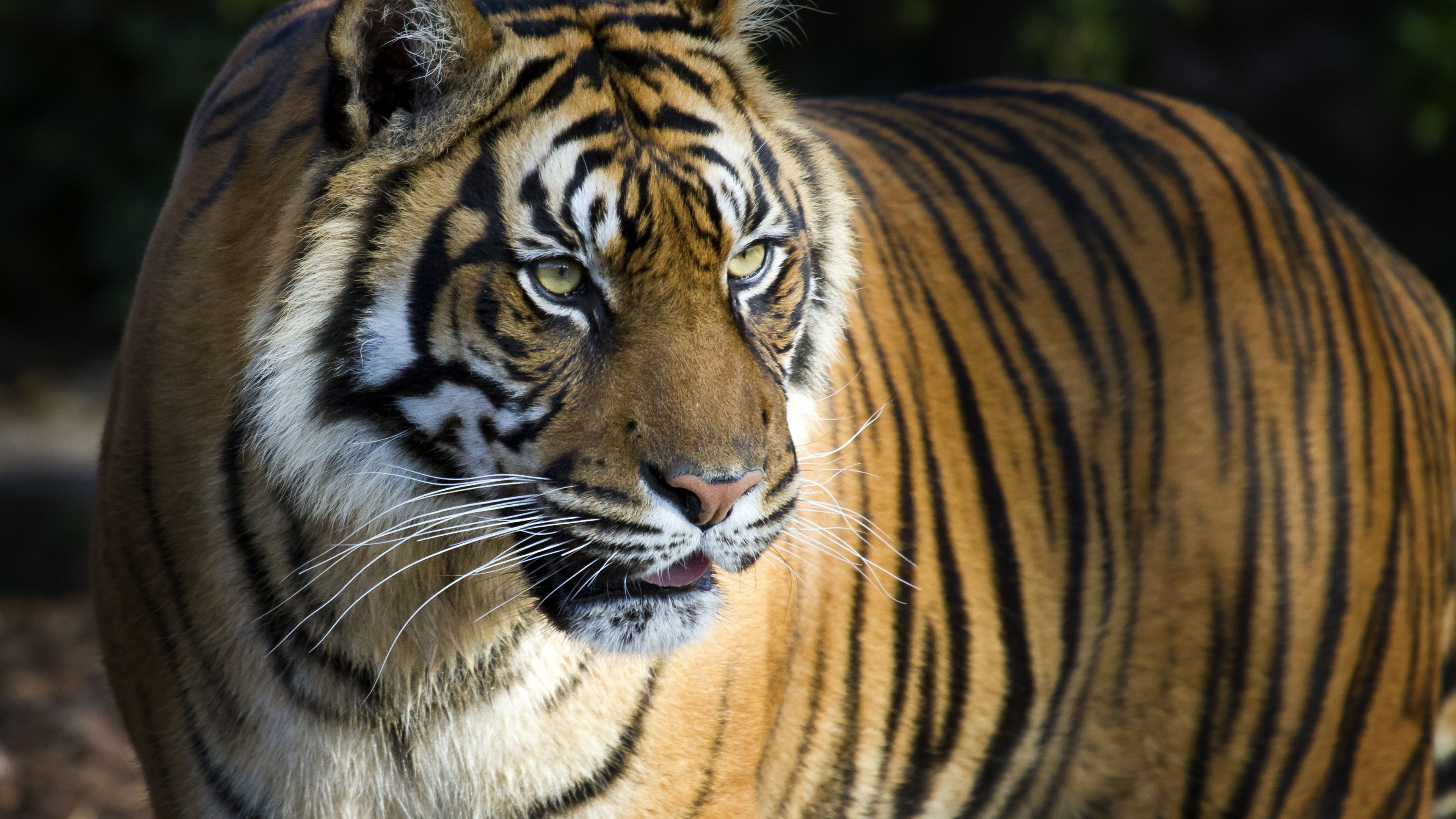 Bengal Tiger High Resolution , HD Wallpaper & Backgrounds
