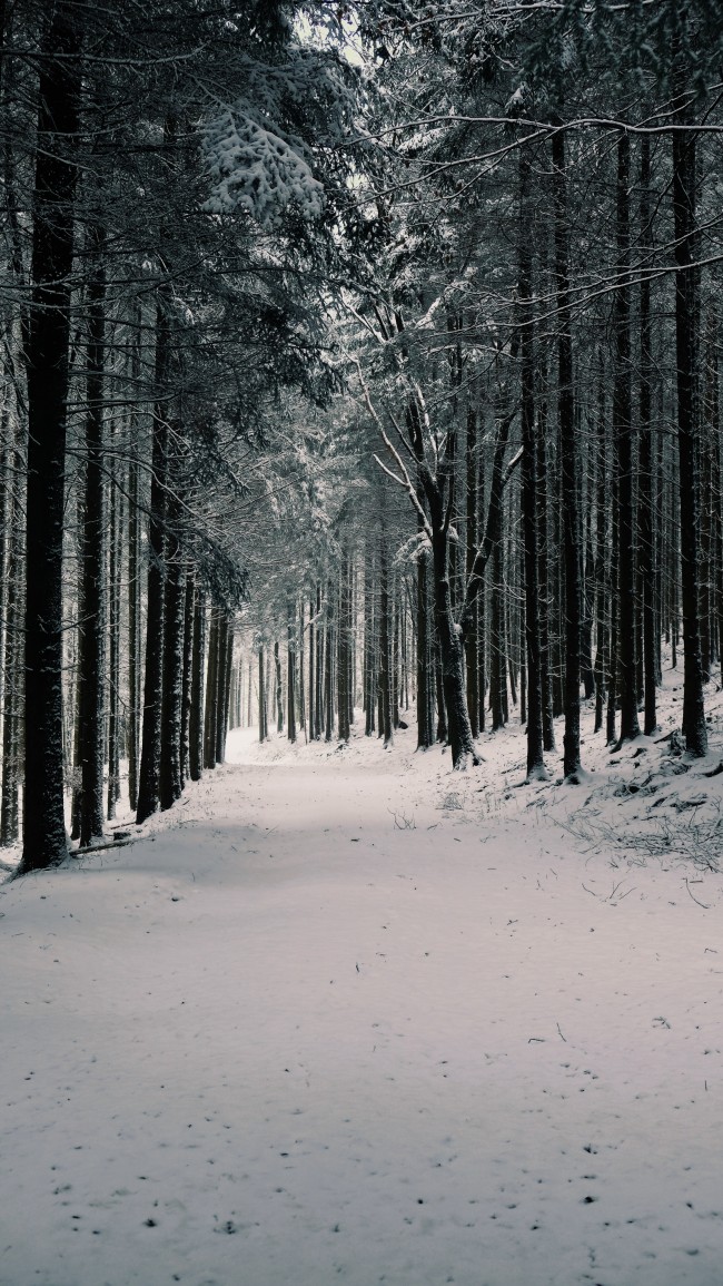 Winter, Forest, Snow, Path, Trees - Winter Forest Wallpaper Phone , HD Wallpaper & Backgrounds