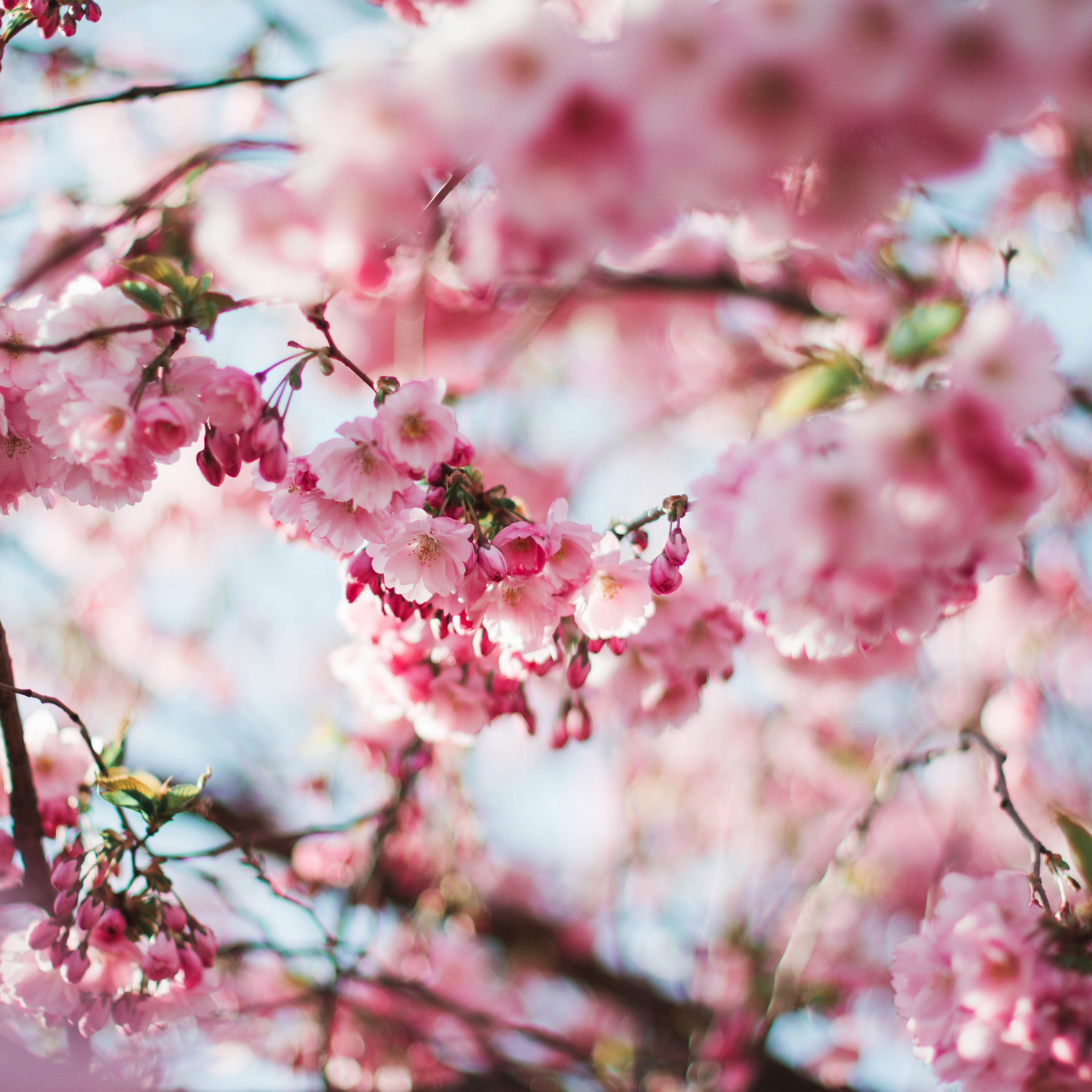 First Day Of Spring 2019 , HD Wallpaper & Backgrounds