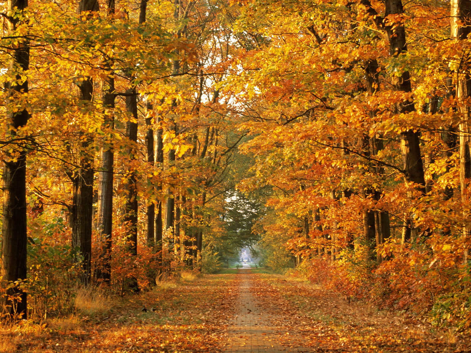 Autumn Scene Wallpapers - Large Desktop Background Autumn , HD Wallpaper & Backgrounds