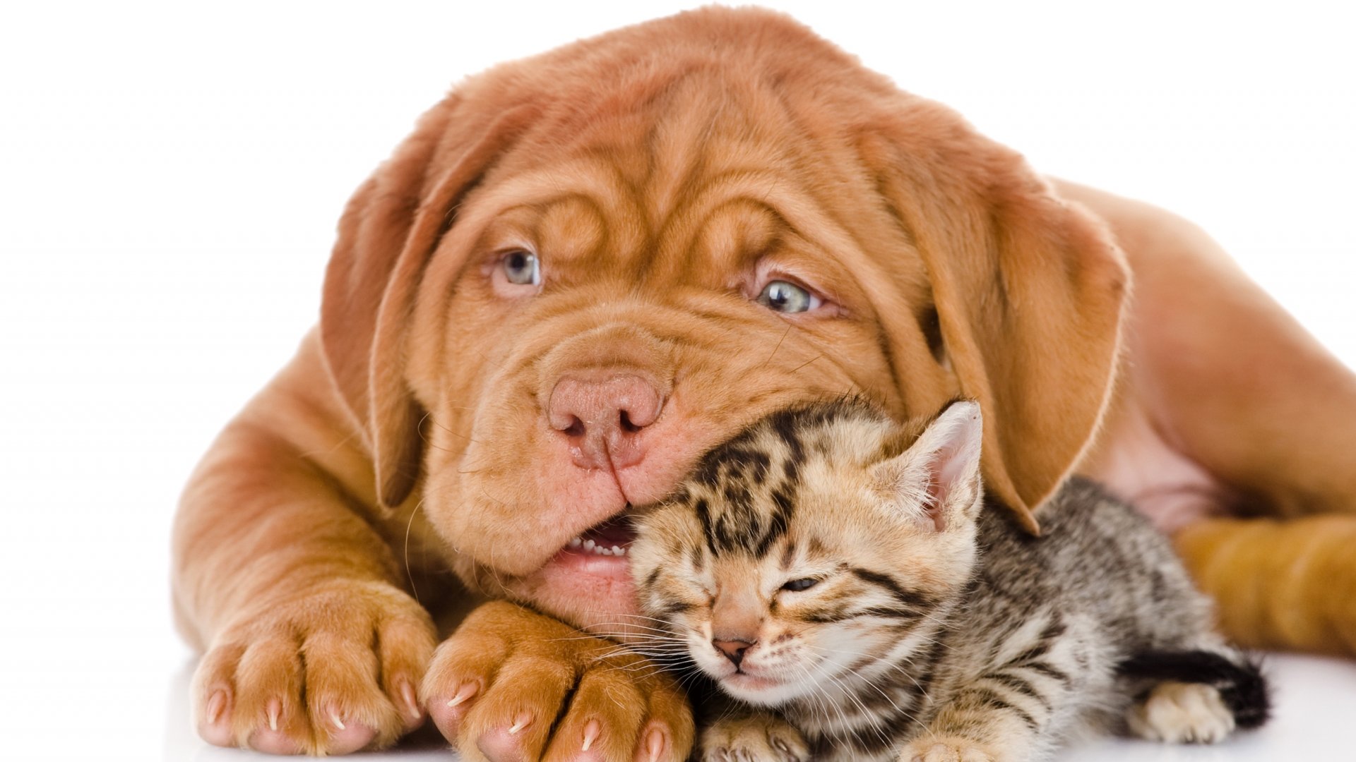 Awesome Cat And Dog Free Wallpaper Id - Cat And Dog Images Hd , HD Wallpaper & Backgrounds