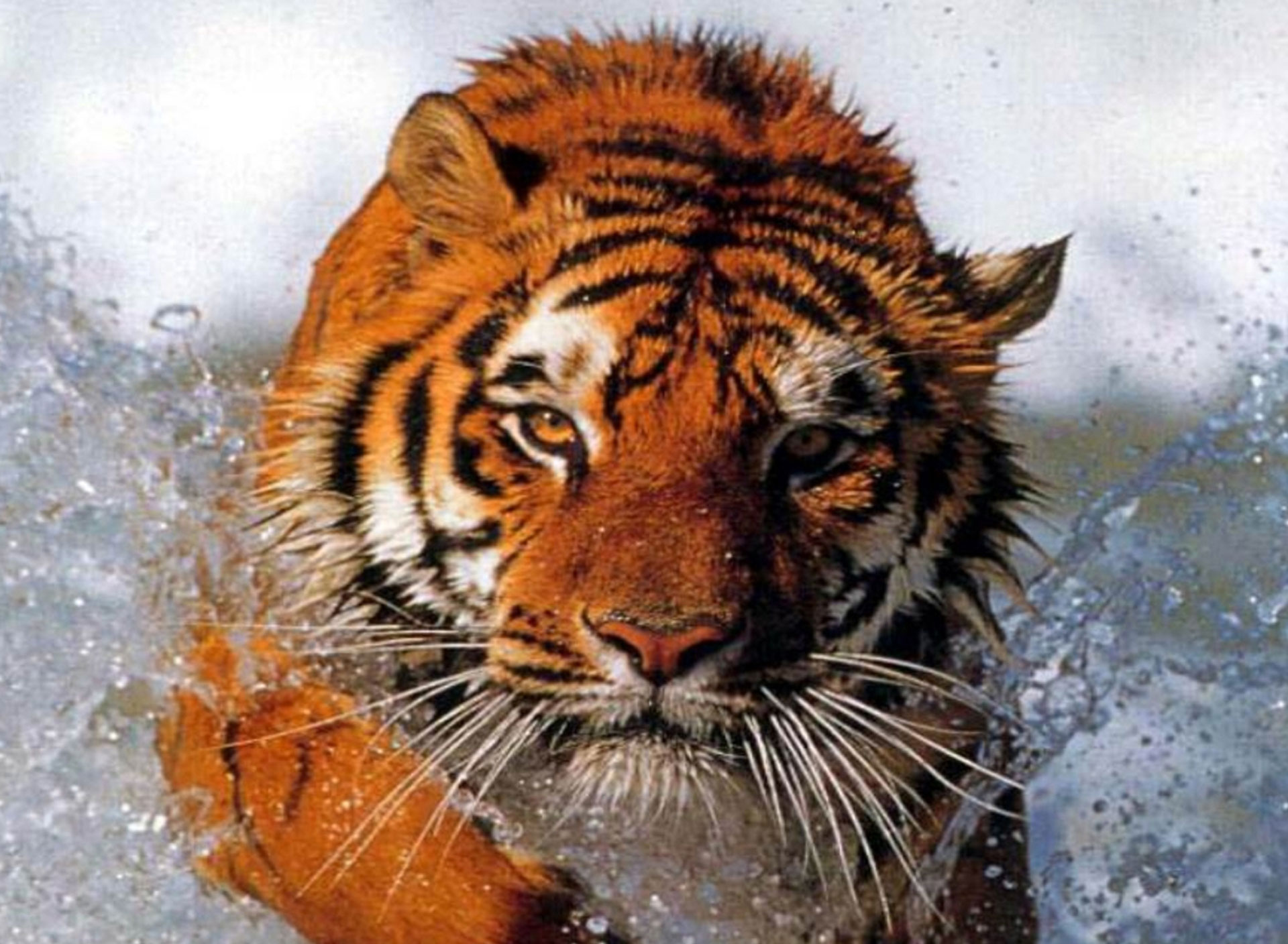 Tiger Wallpaper - Tigers In Water , HD Wallpaper & Backgrounds