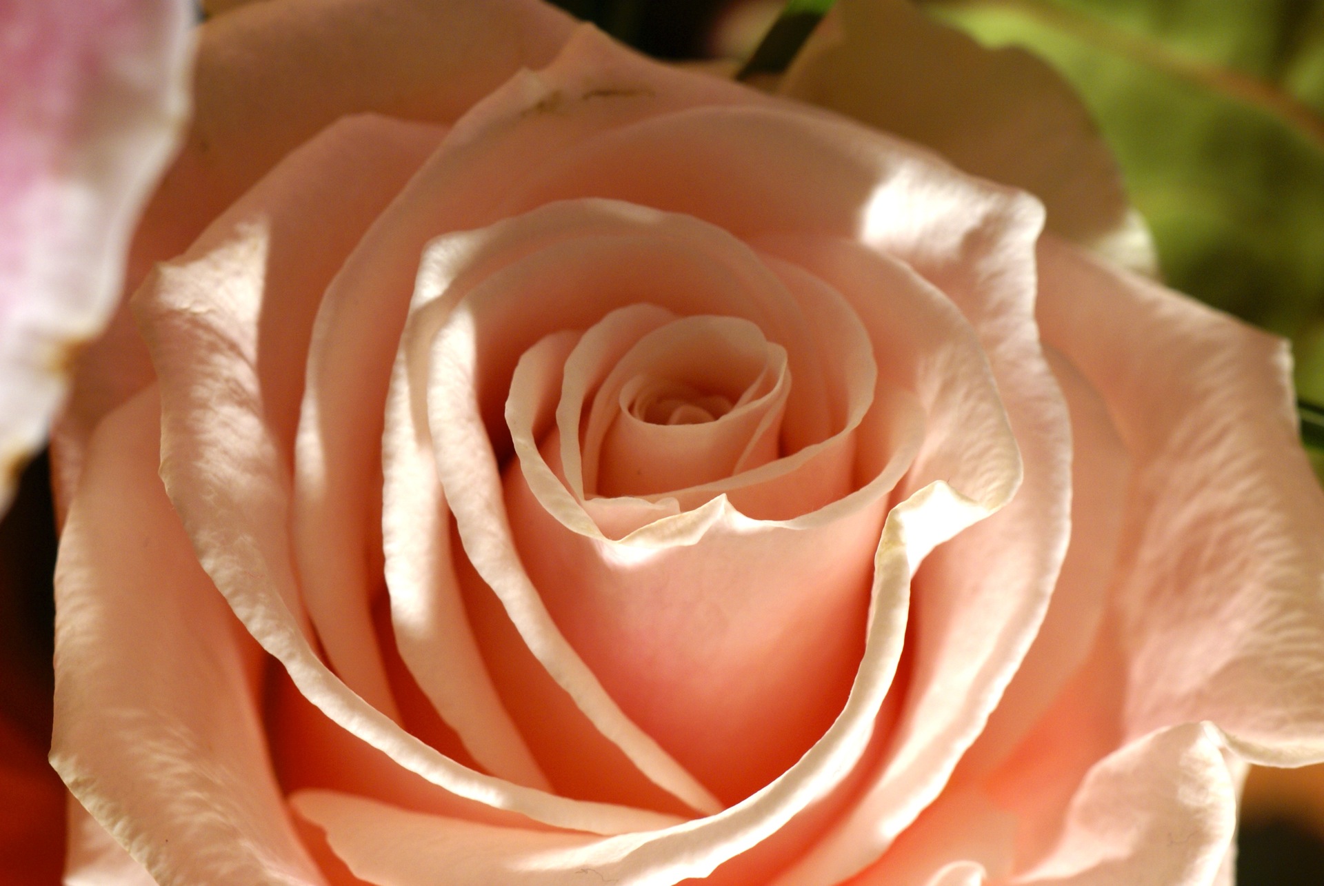 Beautiful Peach Rose Flowers Wallpaper - Peach Rose , HD Wallpaper & Backgrounds