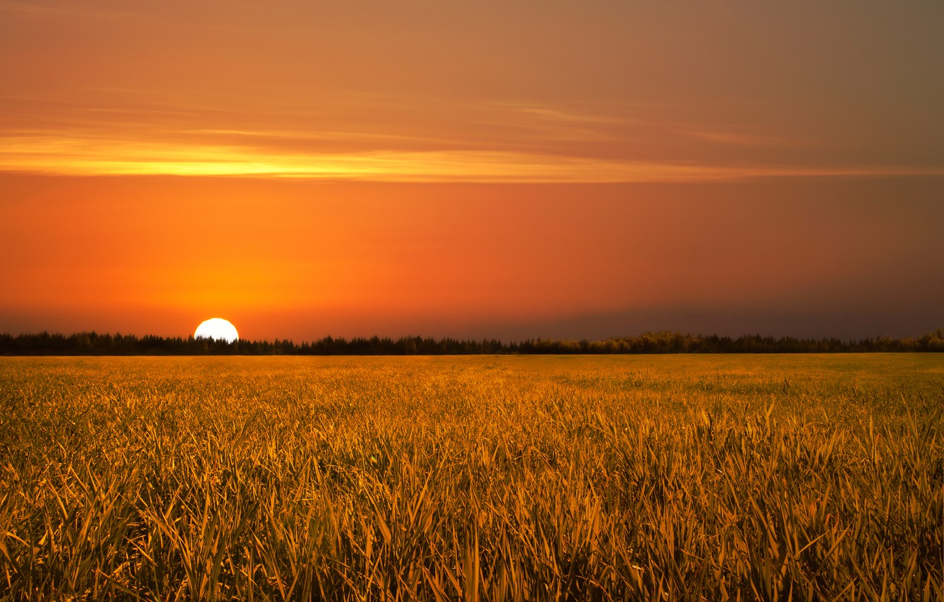 Photo Wallpaper Field, Sunset, Nature, Golden, Field, - Field With Sunset , HD Wallpaper & Backgrounds
