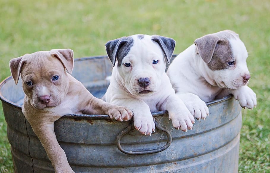Brown, White, And Grey American Pit Bull Terrier Puppies, - American Pit Bull Terrier Puppies , HD Wallpaper & Backgrounds