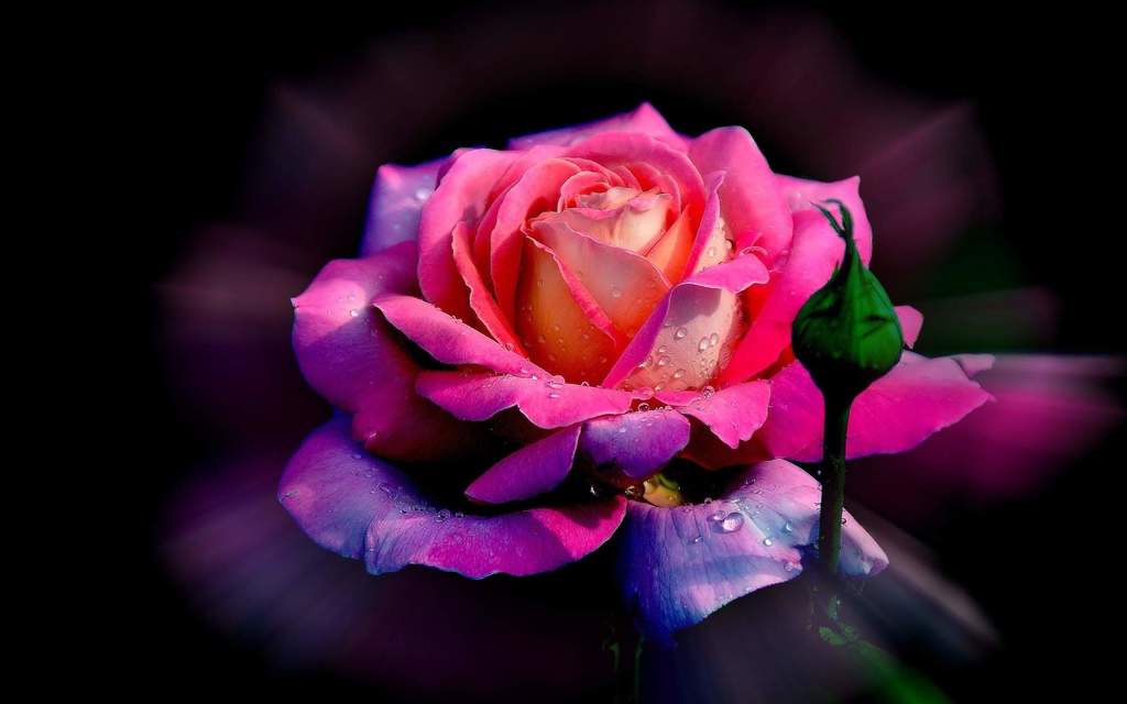 Rose Flowers, Flowers Wallpaper - Full Hd Beautiful Rose , HD Wallpaper & Backgrounds