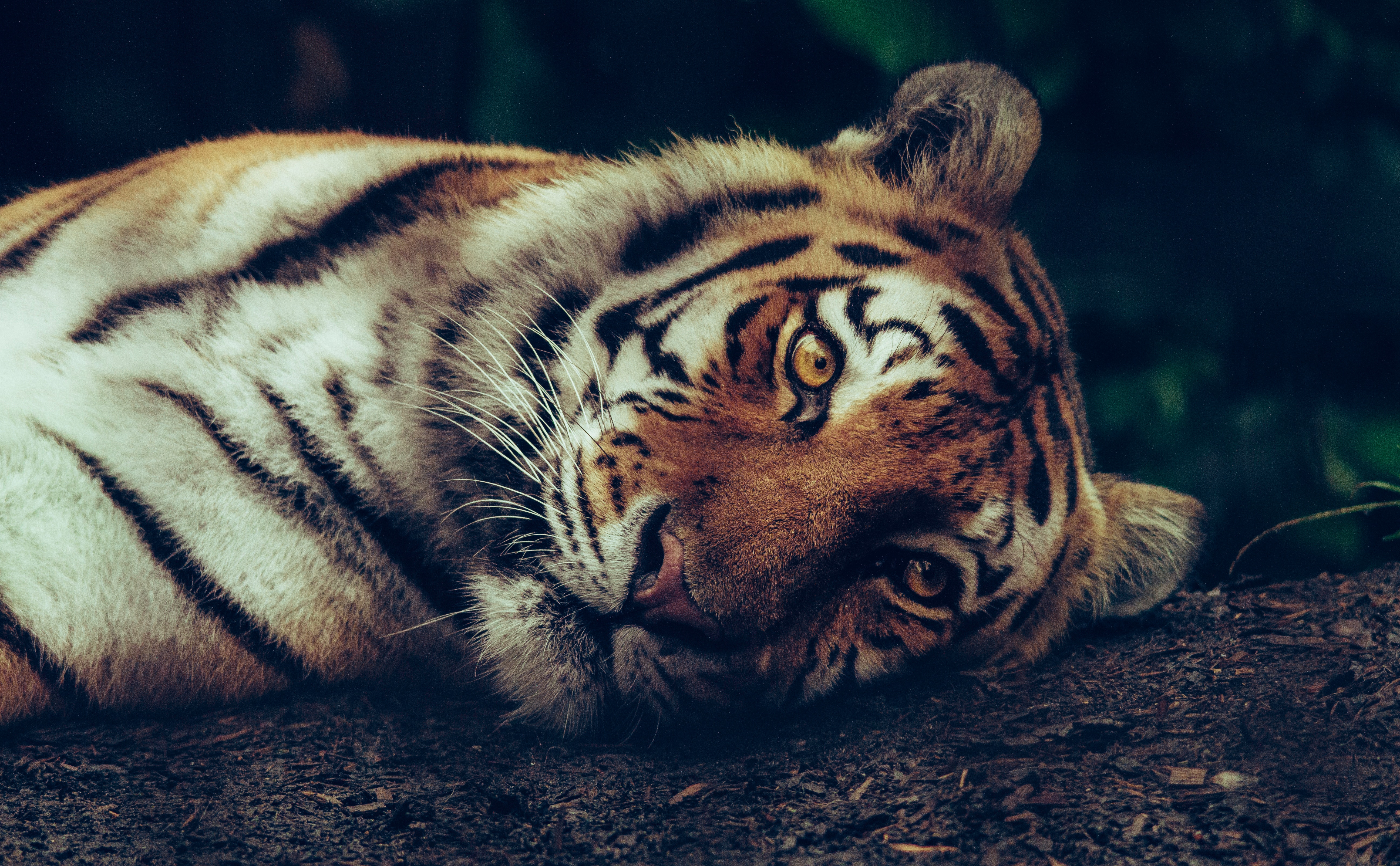Tiger Purring , HD Wallpaper & Backgrounds