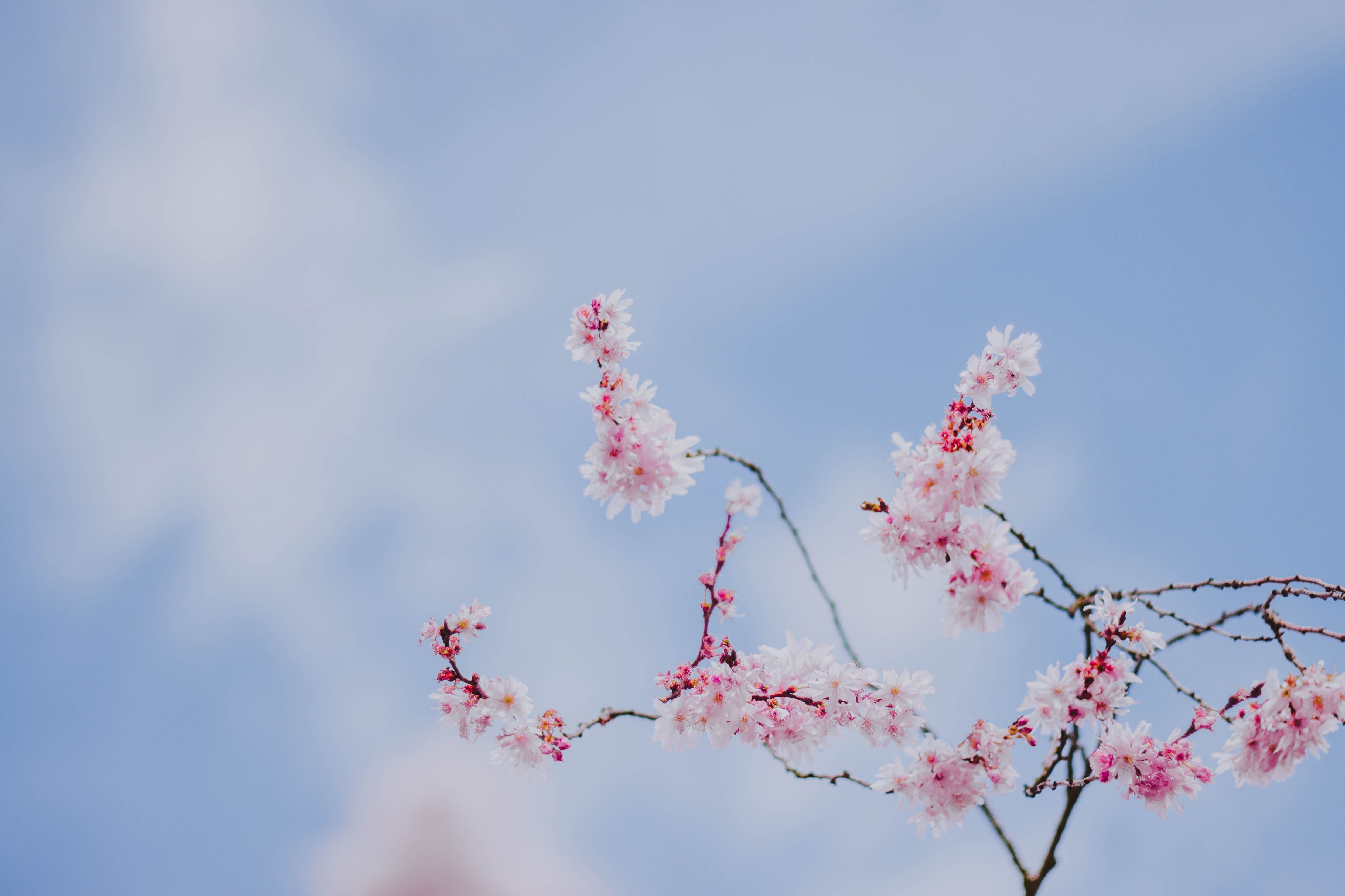 Cherry Blossom , HD Wallpaper & Backgrounds