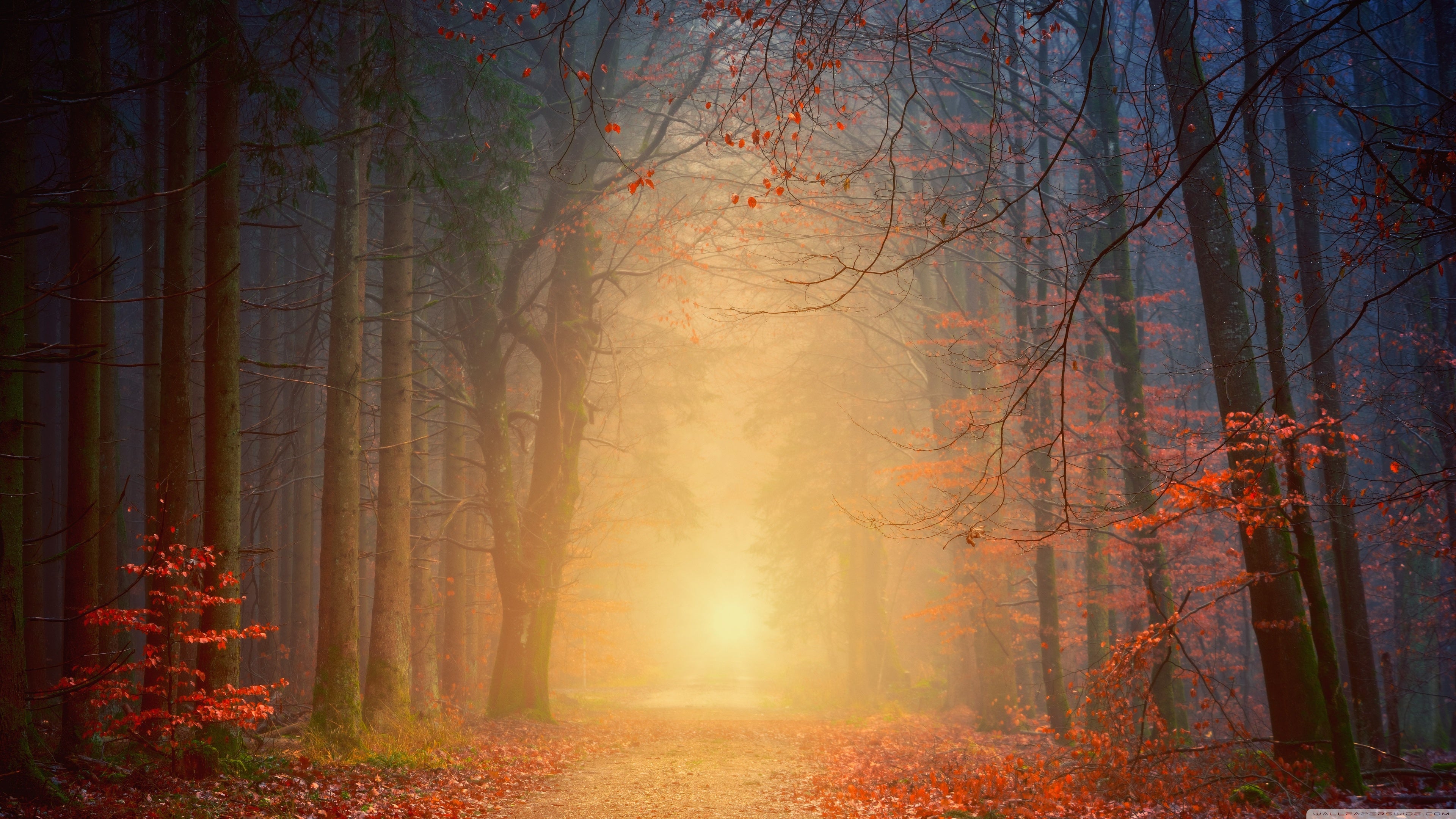 Autumn Path , HD Wallpaper & Backgrounds