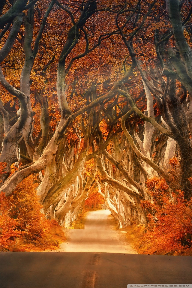 The Dark Hedges , HD Wallpaper & Backgrounds
