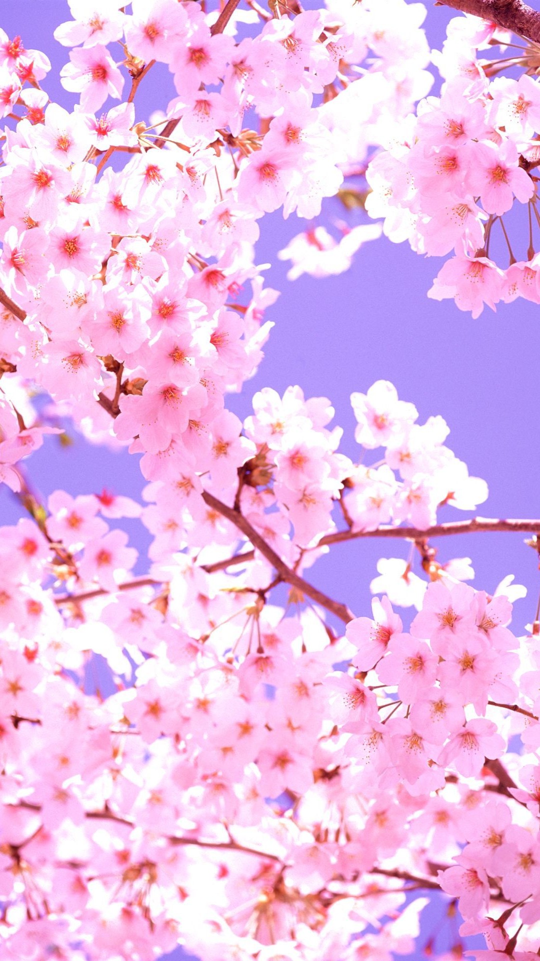 Cherry Blossom Wallpaper Iphone 6 , HD Wallpaper & Backgrounds