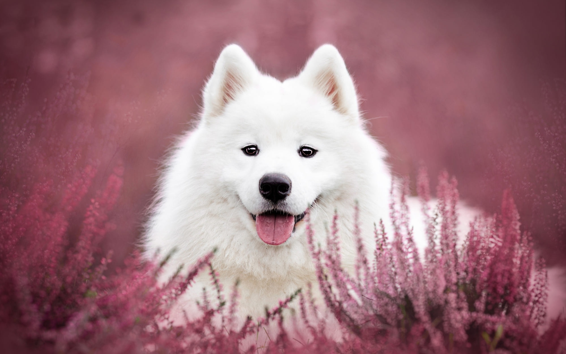 Wallpaper Of Dog Flower, Pet, Samoyed, Stare Background - Samoyed Wallpaper Hd , HD Wallpaper & Backgrounds