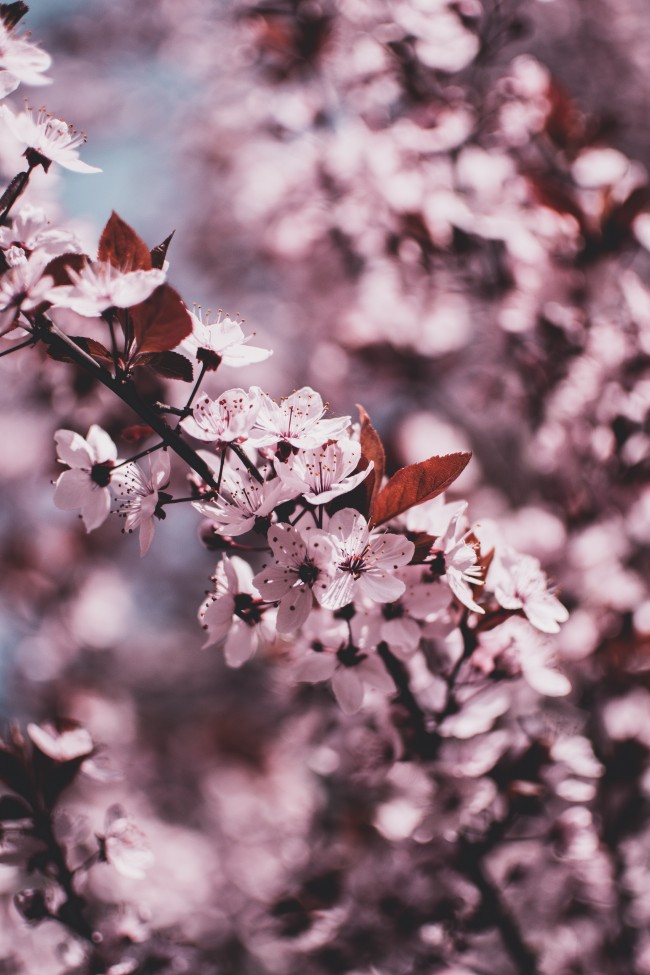 Cherry Blossom, Pink Flowers, Branches, Scenic, Photography , HD Wallpaper & Backgrounds
