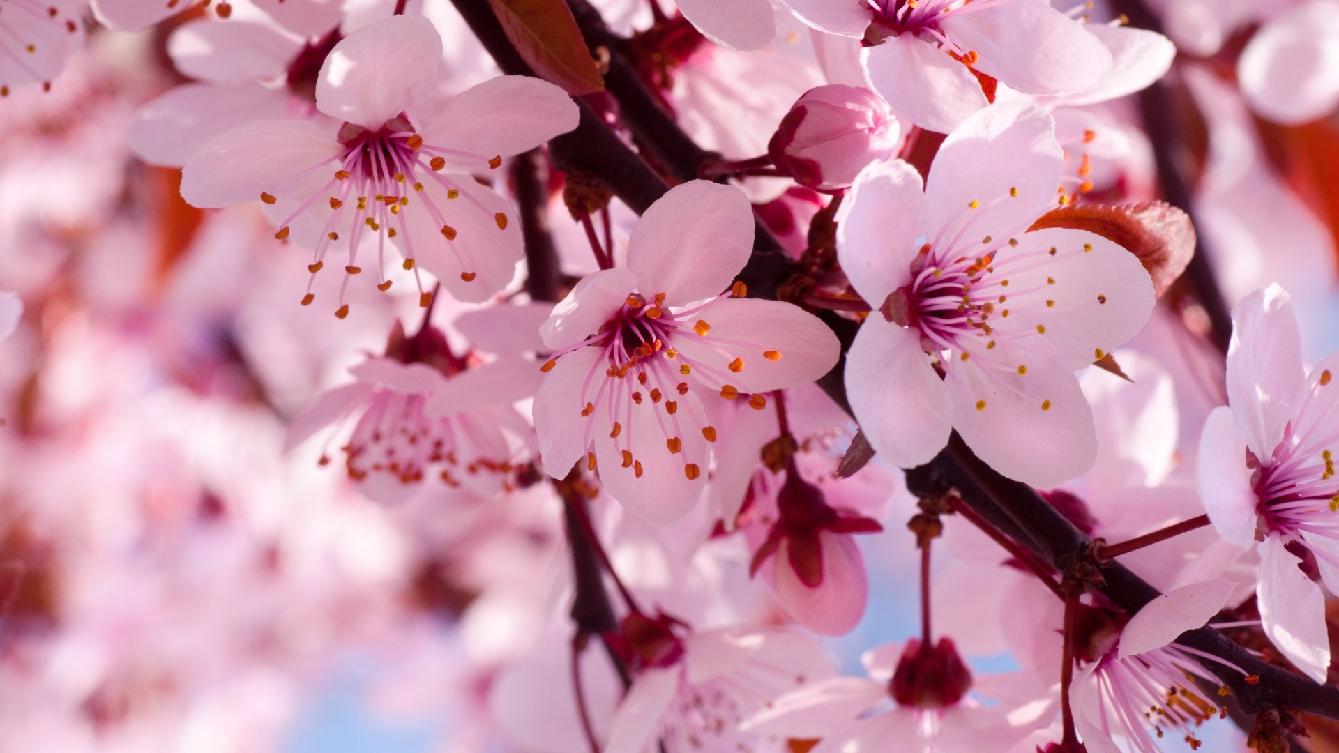 Windows 10 Cherry Blossom Theme , HD Wallpaper & Backgrounds