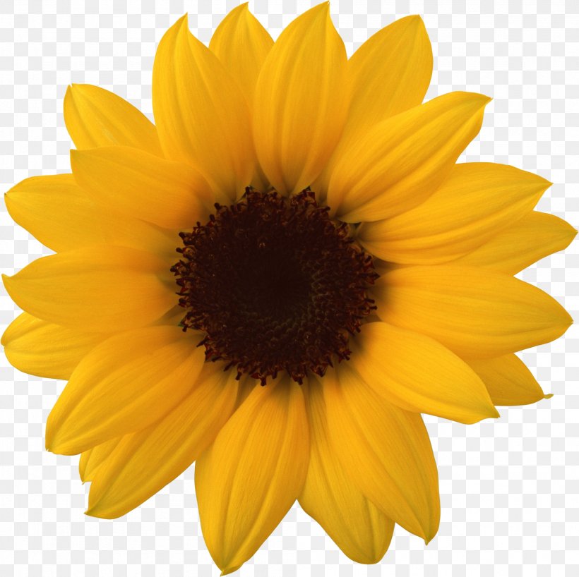 Common Sunflower Wallpaper, Png, 2003x1999px, Common - Yellow Gerbera Daisy Flower , HD Wallpaper & Backgrounds