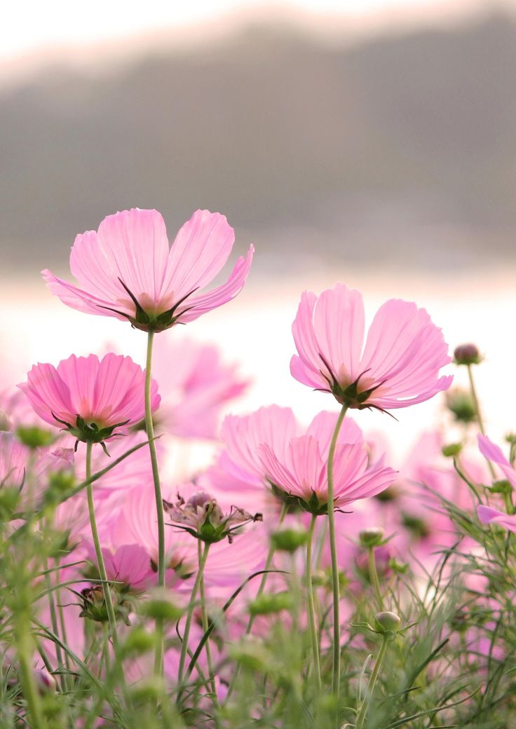 Landscape Pink Flower - Once Upon A Lifetime You Meet Someone , HD Wallpaper & Backgrounds