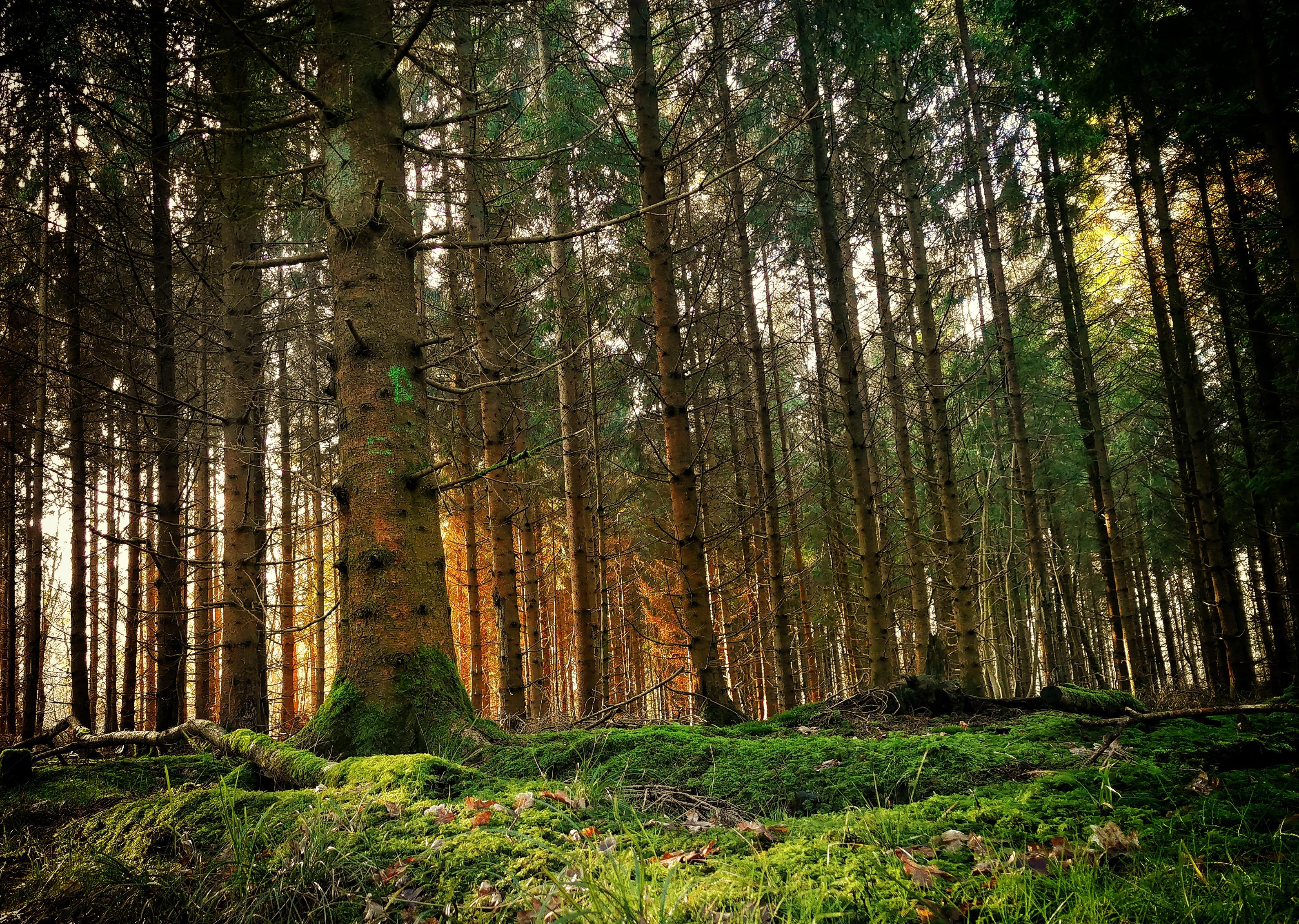 Spruce-fir Forest , HD Wallpaper & Backgrounds