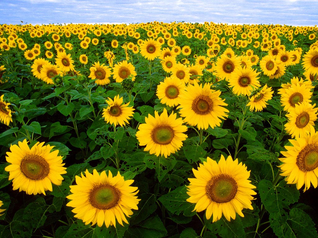 Sunflower Hd , HD Wallpaper & Backgrounds