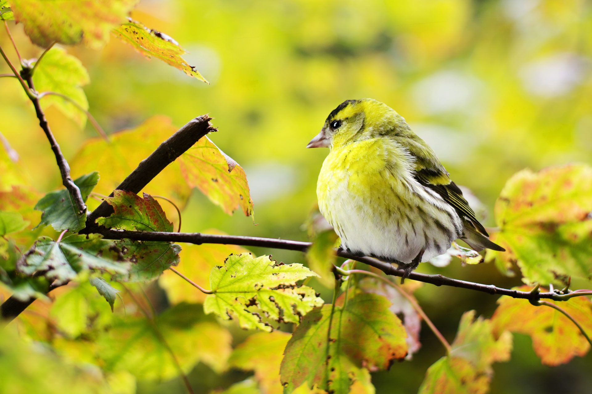 Lovely Yellow Bird Wallpaper With Yellow Leaves - Birds Of Northern Wisconsin , HD Wallpaper & Backgrounds