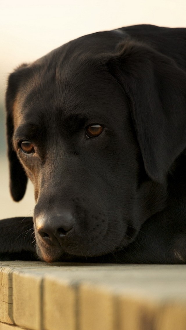 Labrador, Dog, 4k - Labrador Dog , HD Wallpaper & Backgrounds
