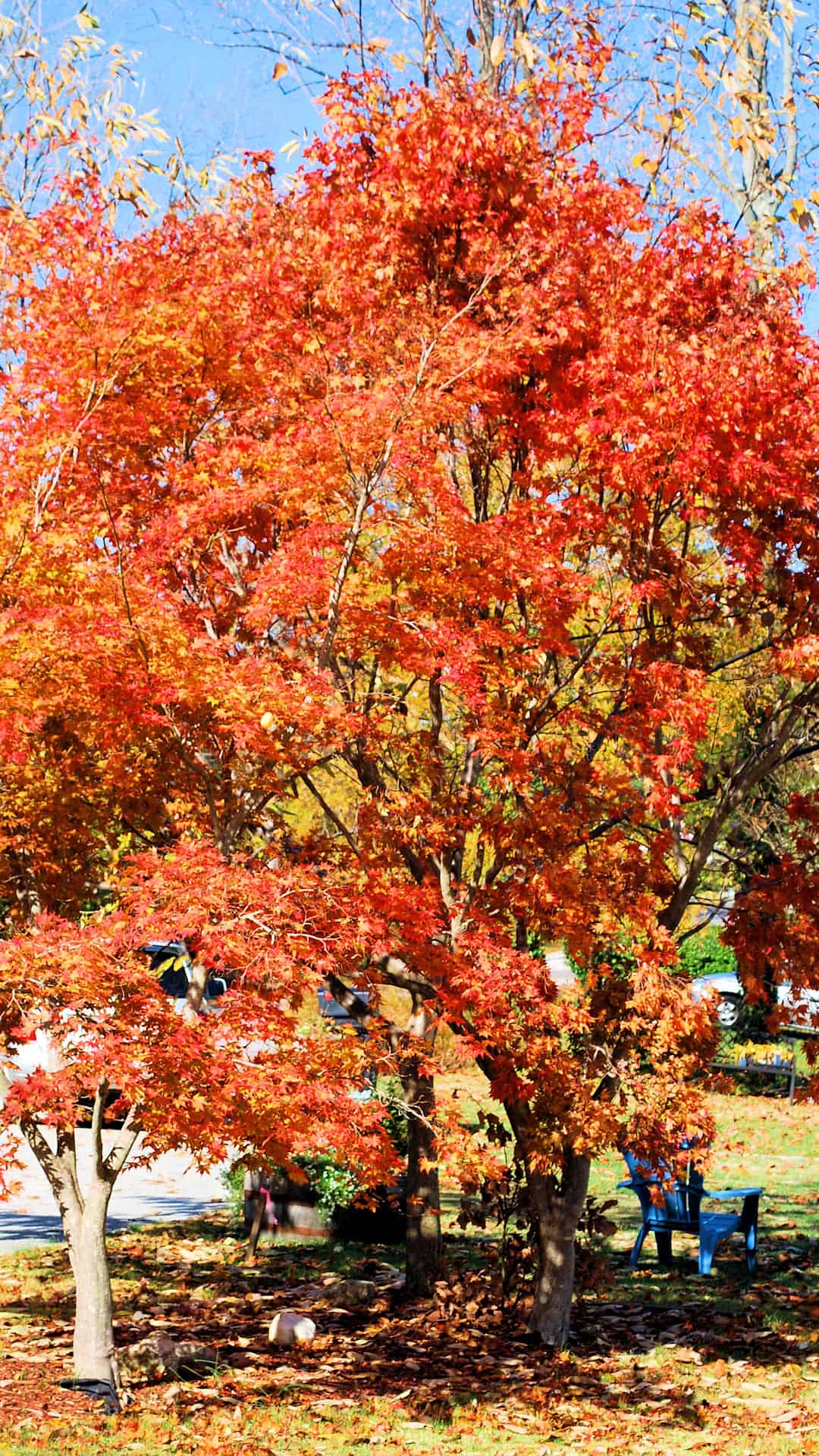 A Fall Tree In The Late Stages Of Autumn , HD Wallpaper & Backgrounds