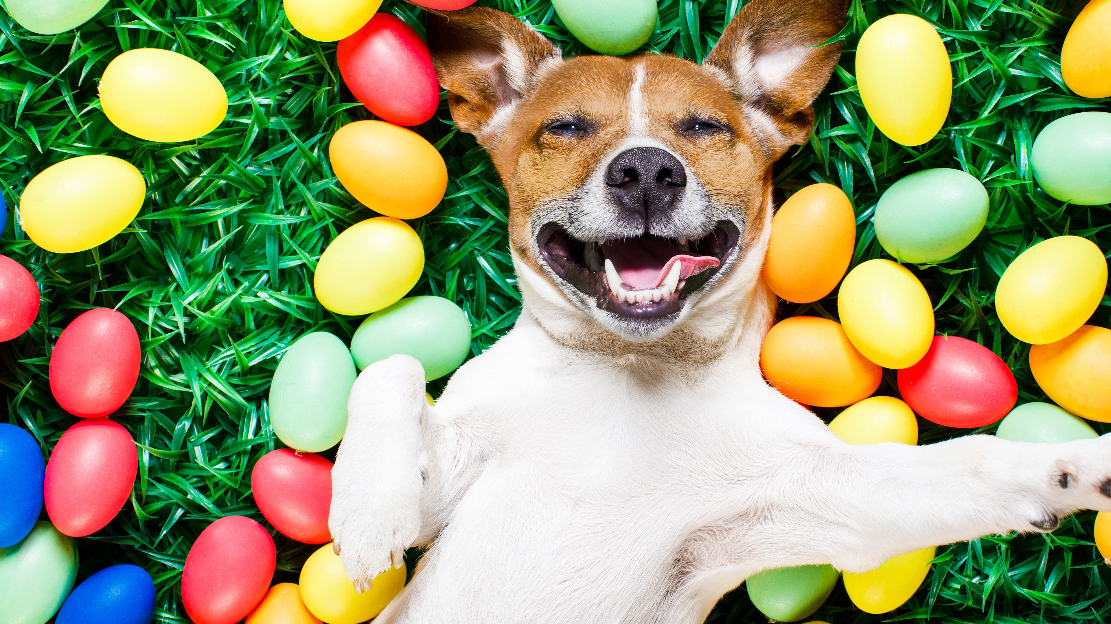 Easter Dog Uhd 4k Wallpaper - Easter Dogs , HD Wallpaper & Backgrounds