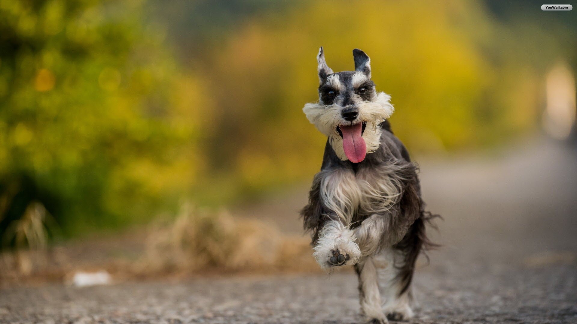 Running Dog Wallpaper - Cachorrinho Plano De Fundo , HD Wallpaper & Backgrounds