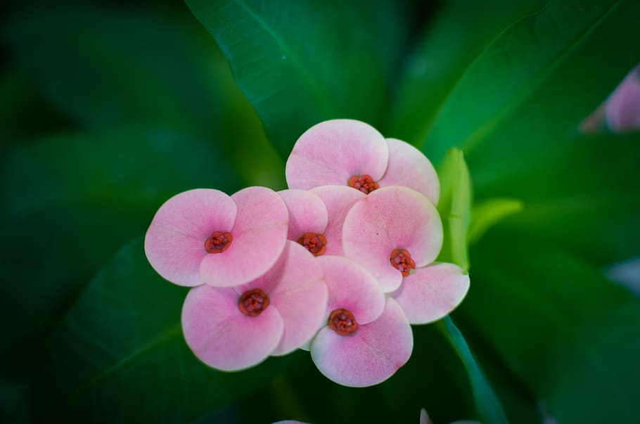 Beautiful Flowers, Natural, Flaunted, Nice, Blooming, - Natural Beautiful Flowers , HD Wallpaper & Backgrounds