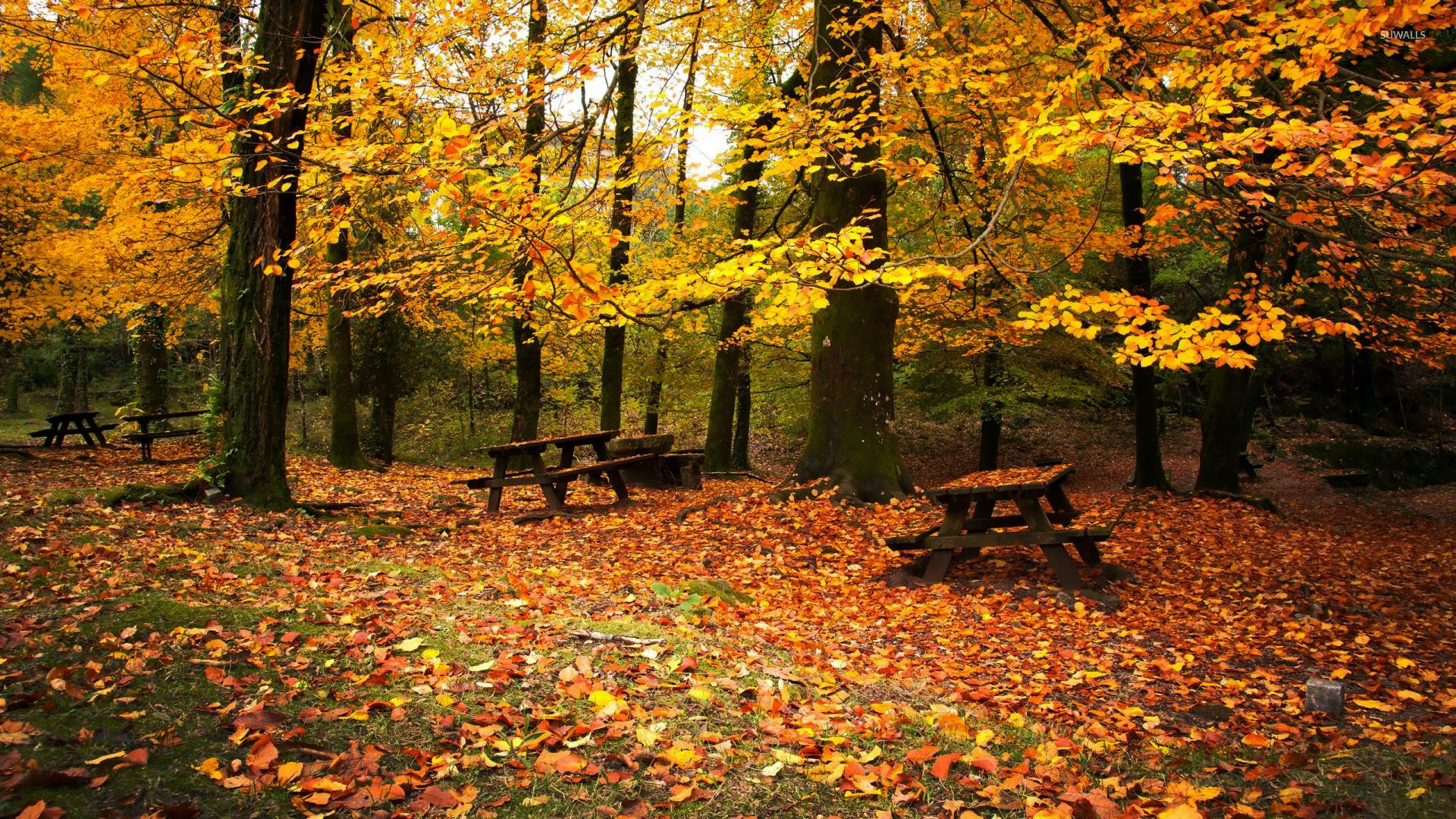 Leaves Falling Down The Tree , HD Wallpaper & Backgrounds