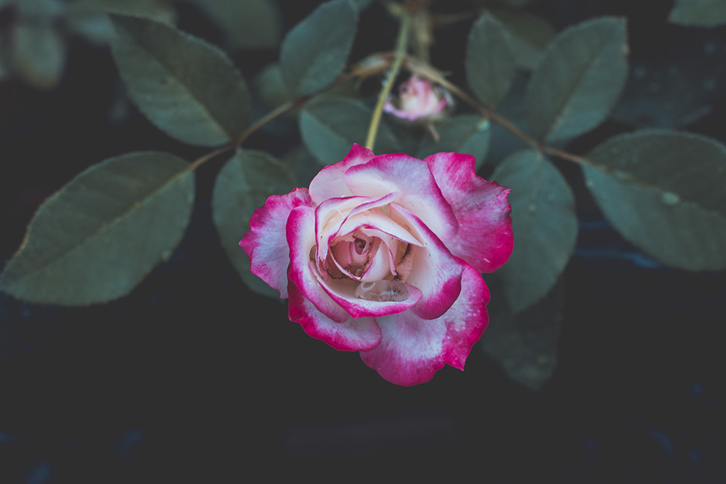 Pink White Rose Flowers Images Free Download - Floribunda , HD Wallpaper & Backgrounds