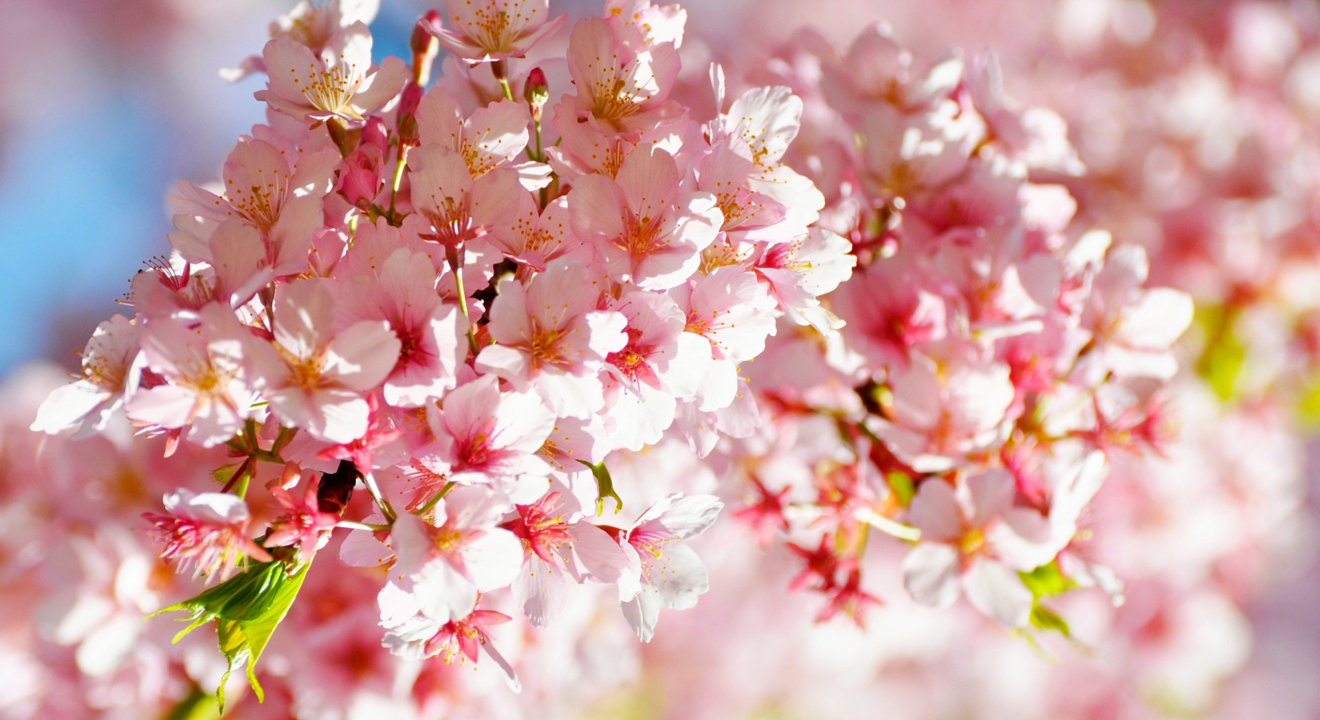 Flower Wallpaper - High Resolution Cherry Blossom Wallpaper Hd , HD Wallpaper & Backgrounds