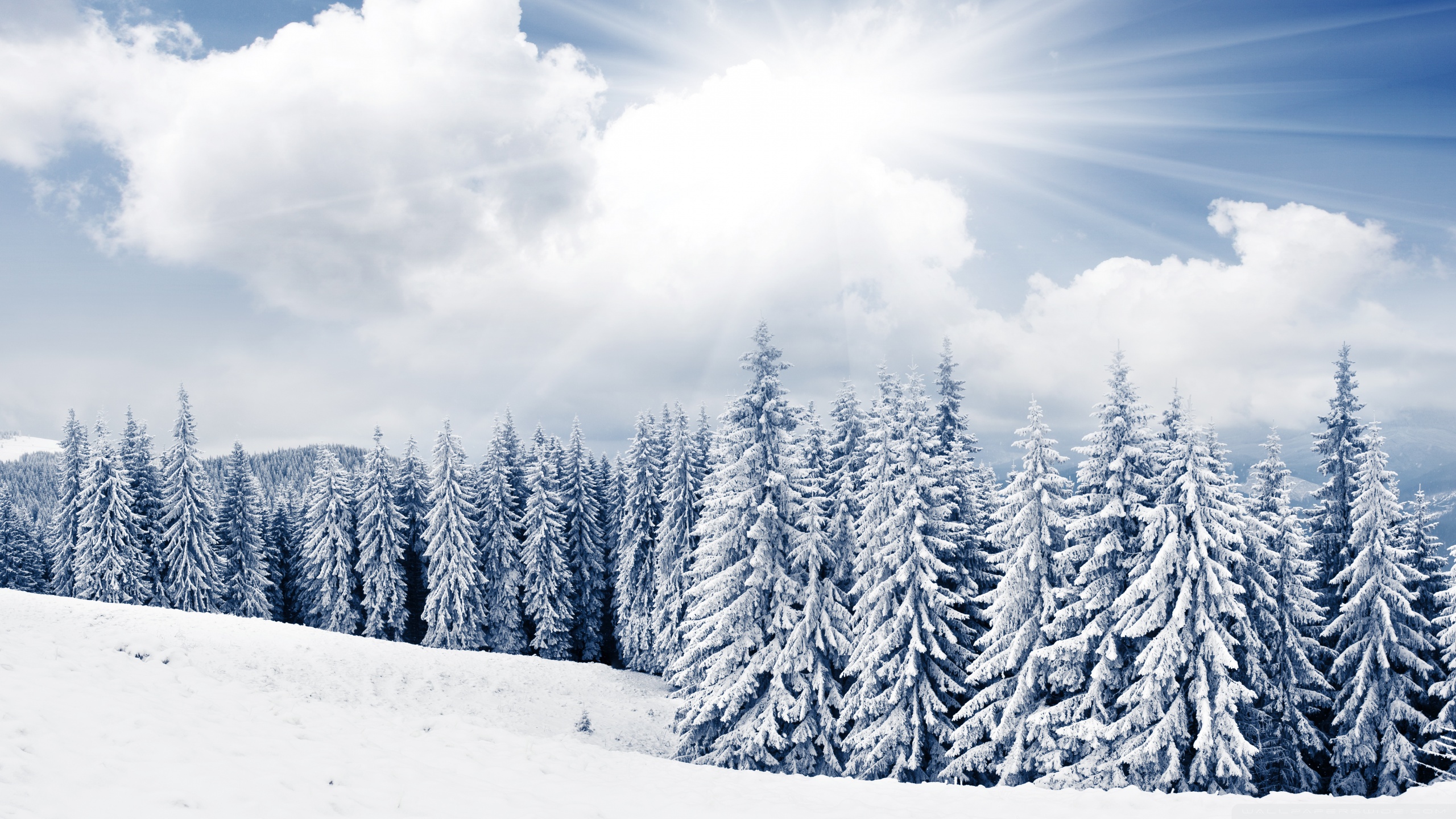 Bright Winter Day , HD Wallpaper & Backgrounds