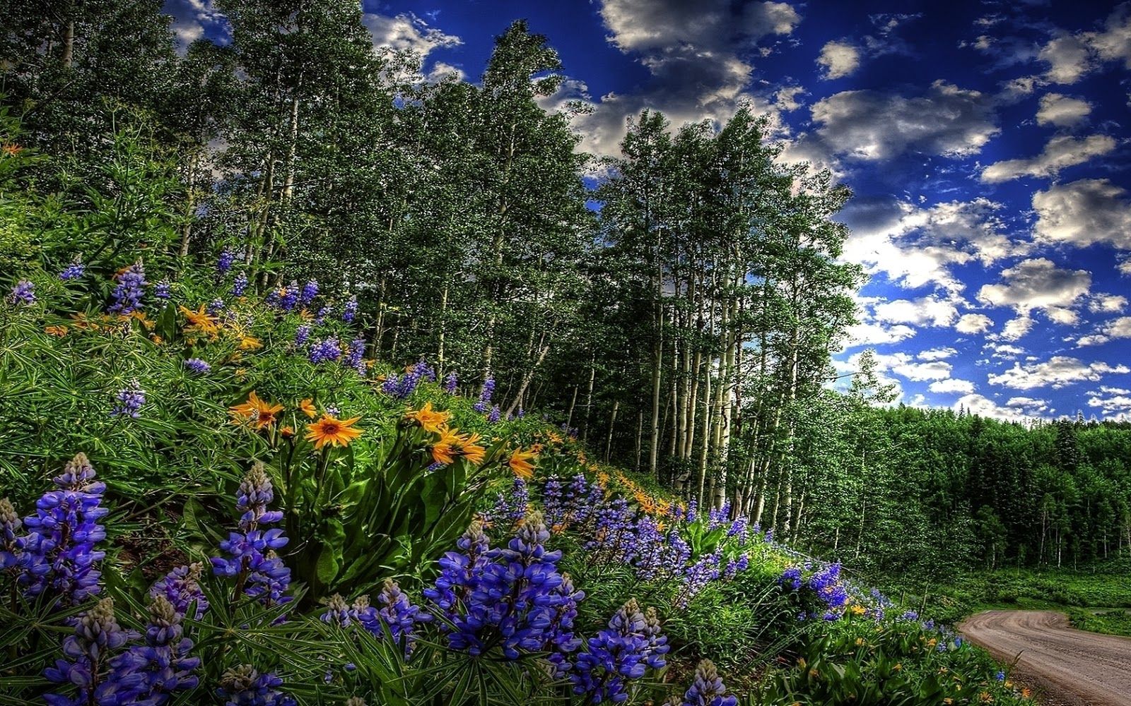 Lush Forest With Flowers , HD Wallpaper & Backgrounds
