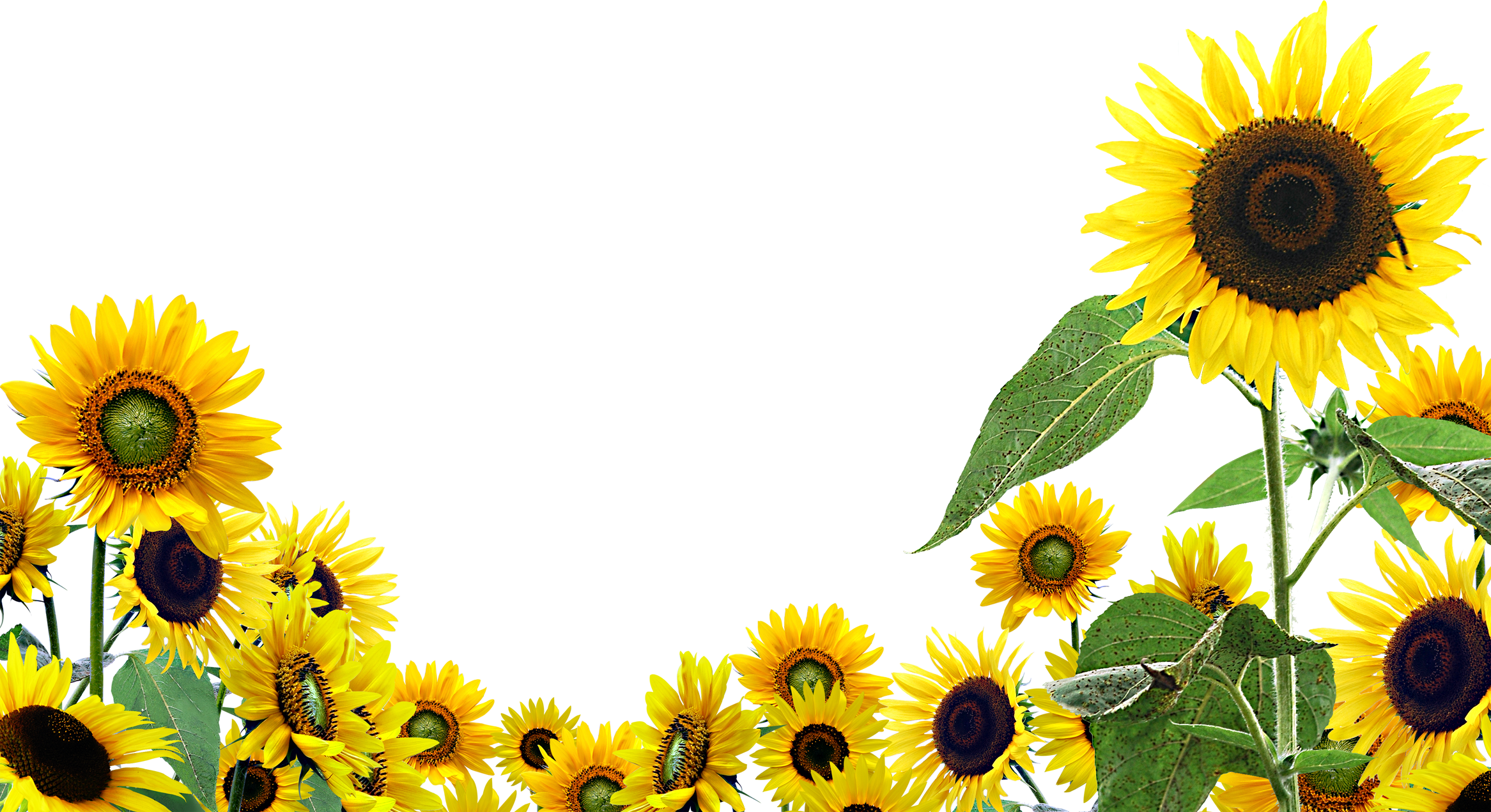 Desktop Wallpaper Common Sunflower Clip Art - Transparent Background Sunflower Clipart , HD Wallpaper & Backgrounds